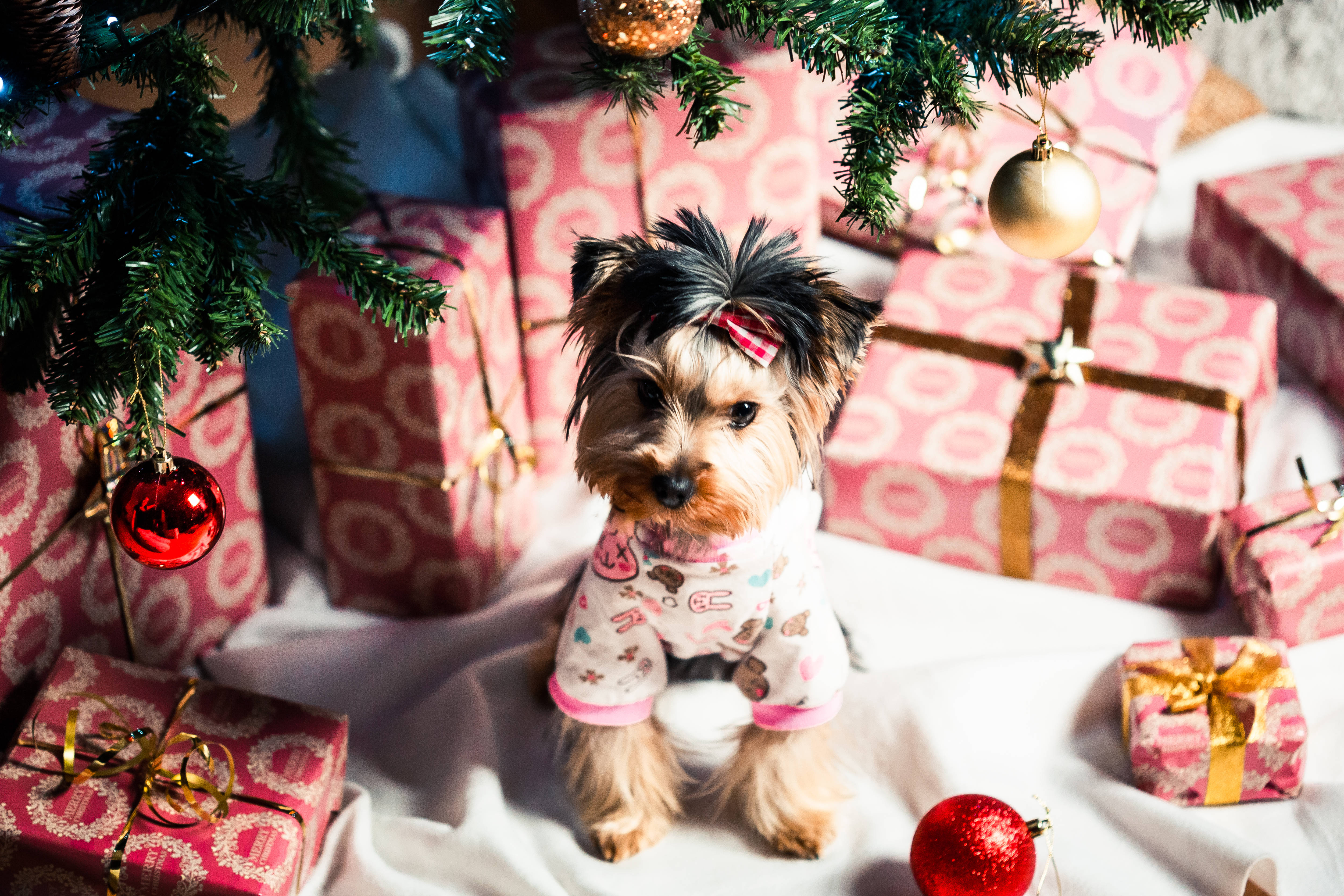 Yorkshire Terrier, festive pajamas, pink patterned Christmas gifts, 4K Desktop Wallpaper