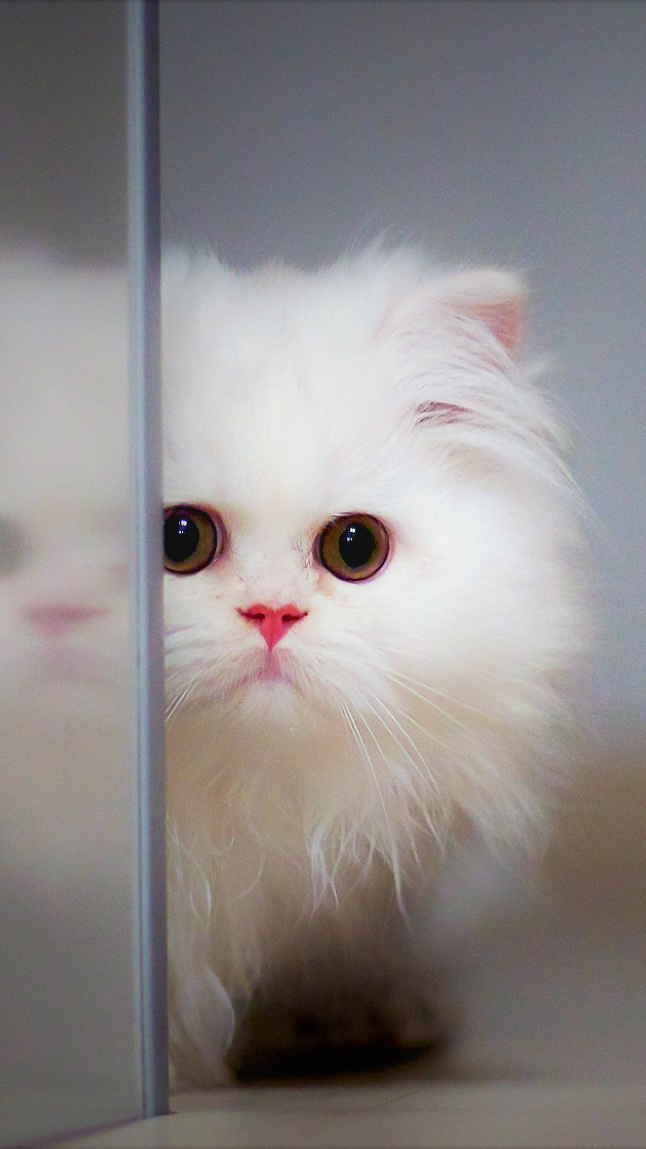 Cute Mobile, white kitten, fluffy white Persian cat, 4K Phone Wallpaper