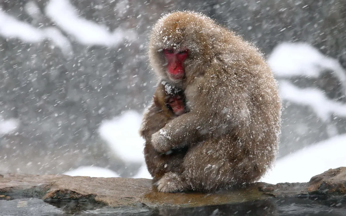 Cute Monkey Photo