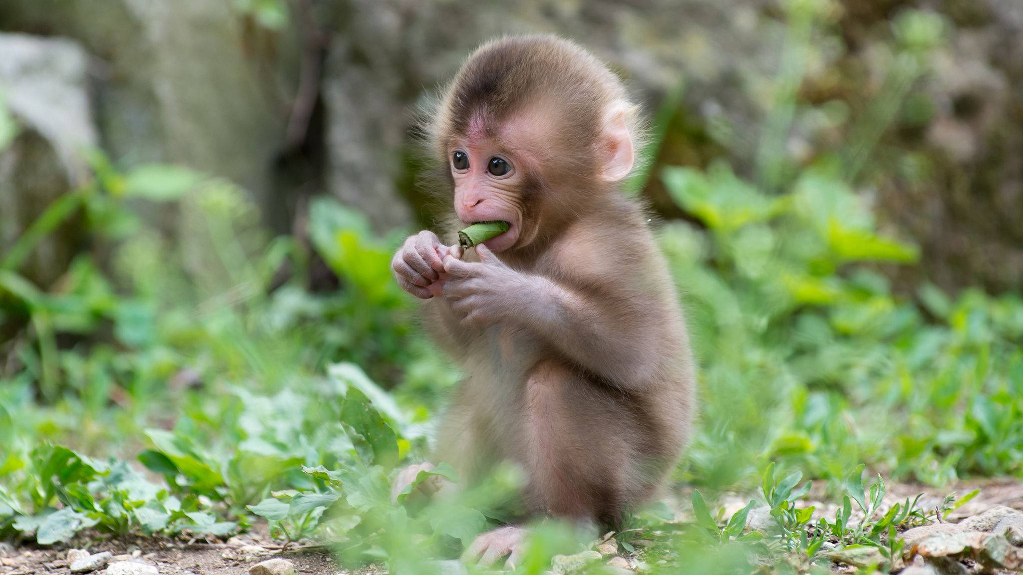 cute monkey, fluffy brown fur, green grass, Full HD Desktop Wallpaper