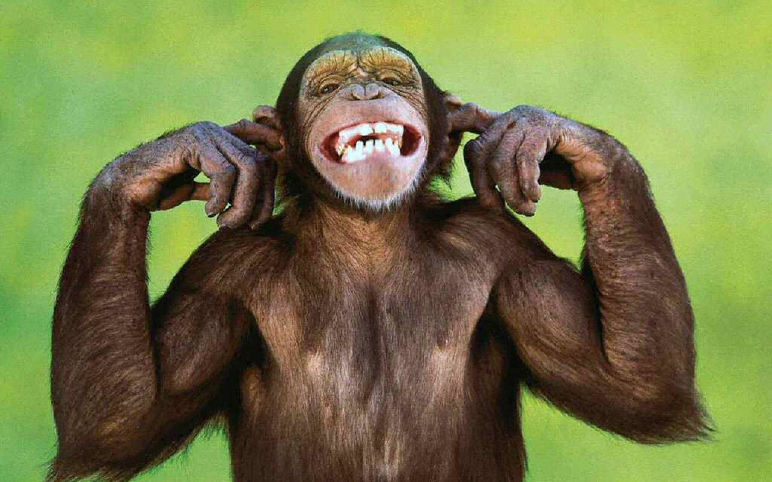 goofy and cute monkey, chimpanzee, laughing, 2K Desktop Wallpaper