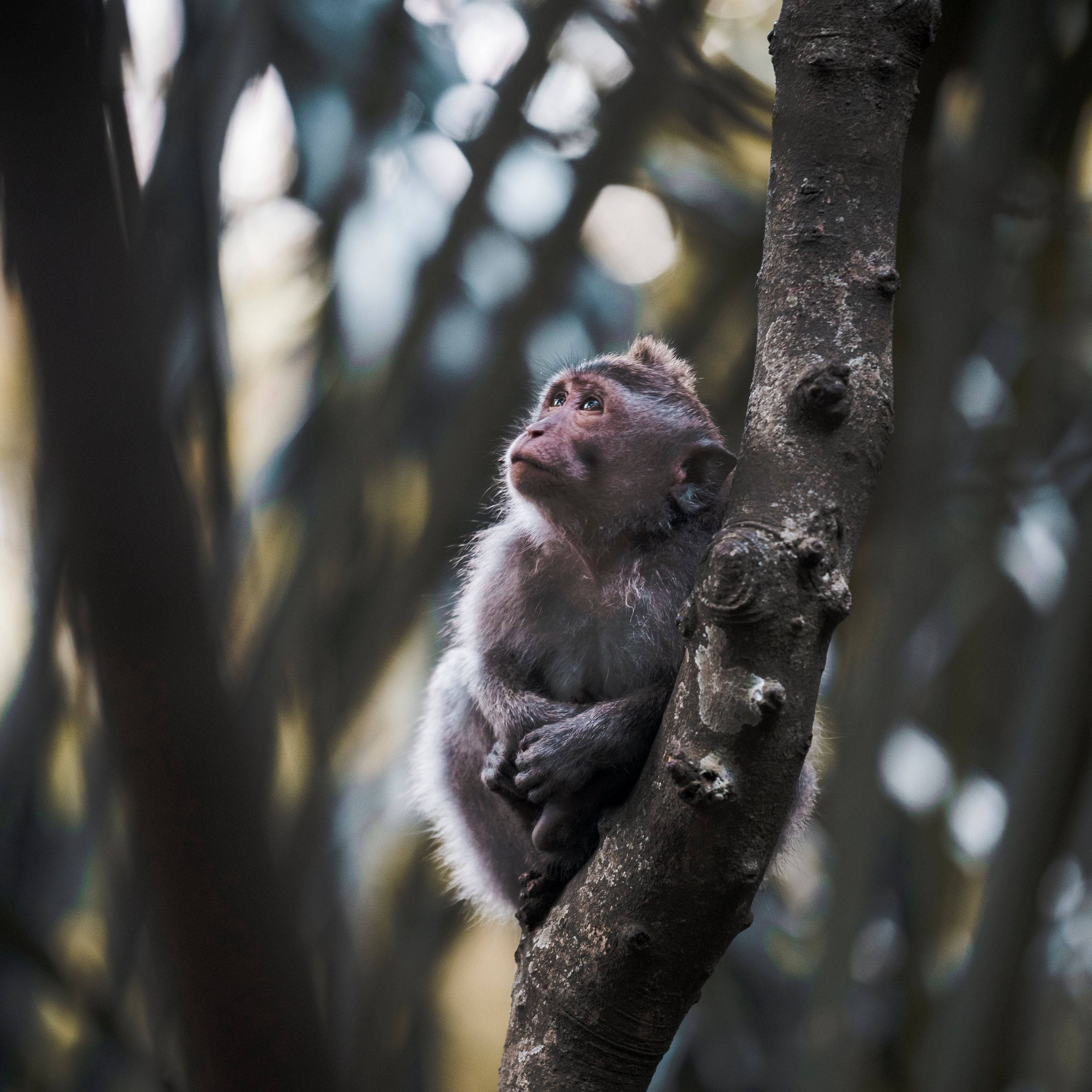 cute monkey, tree branch, forest, 2K Desktop Wallpaper
