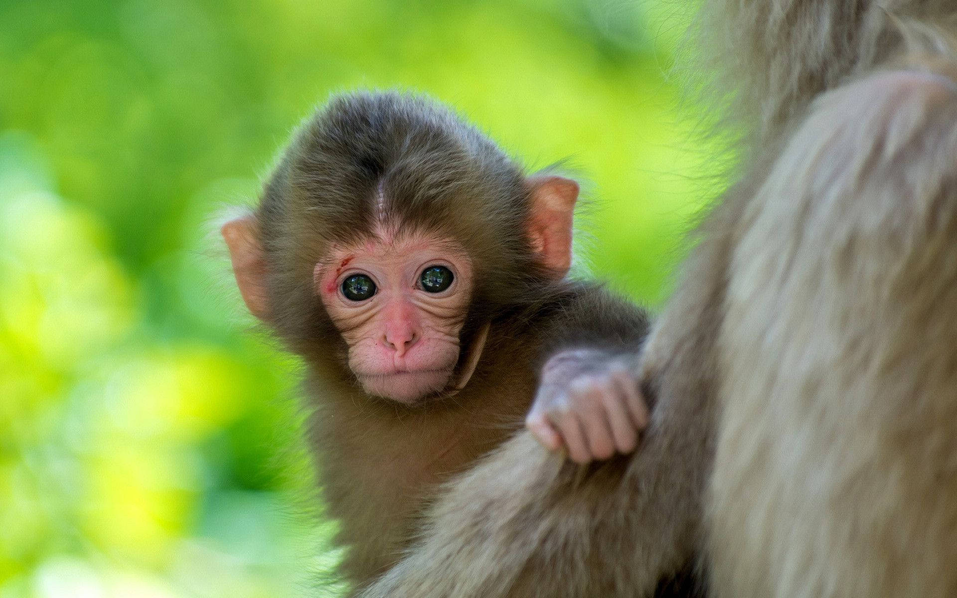cute monkey gaze, baby monkey, wide curious eyes, Full HD Desktop Wallpaper