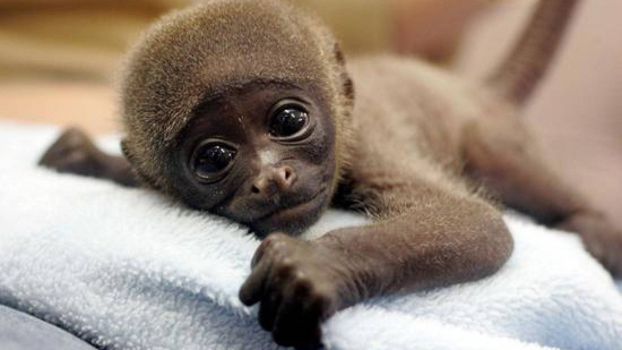 cute monkey, brown baby monkey, huge dark eyes, 2K Desktop Wallpaper