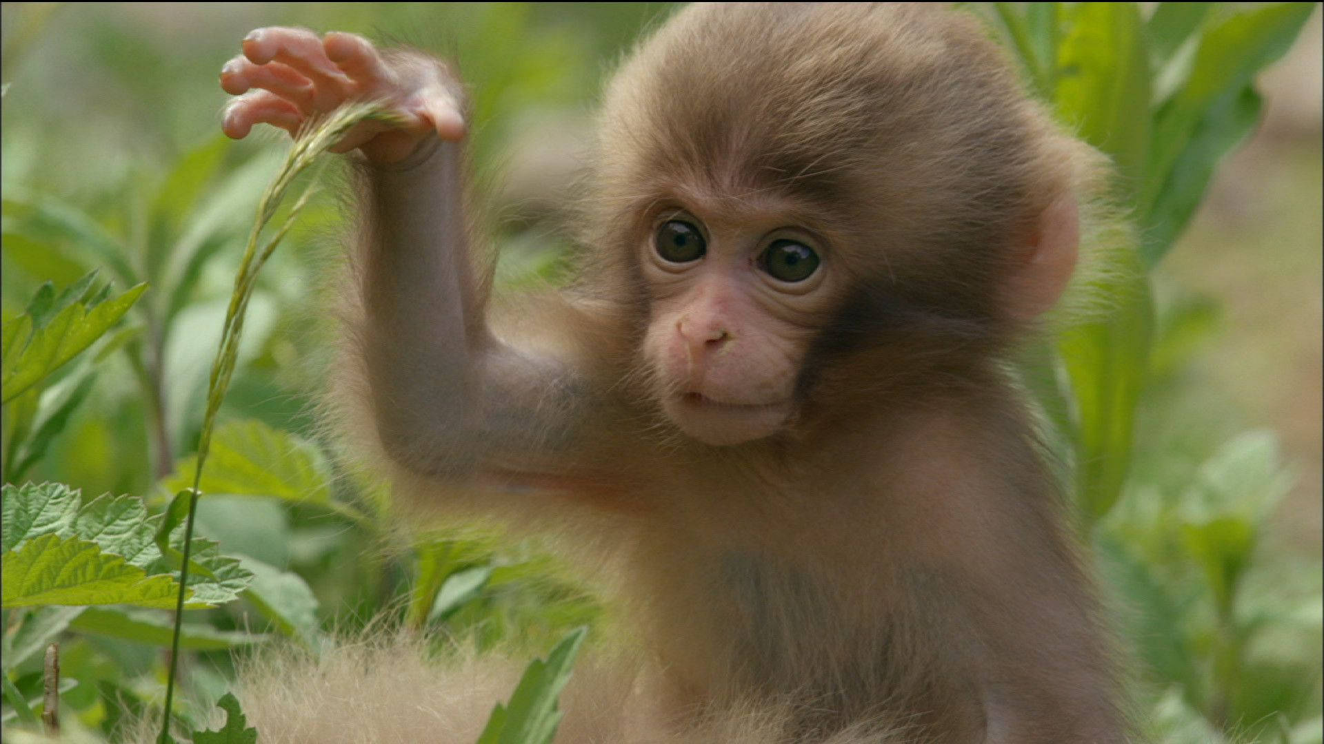 little cute monkey, baby monkey, wide eyes, Full HD Desktop Wallpaper