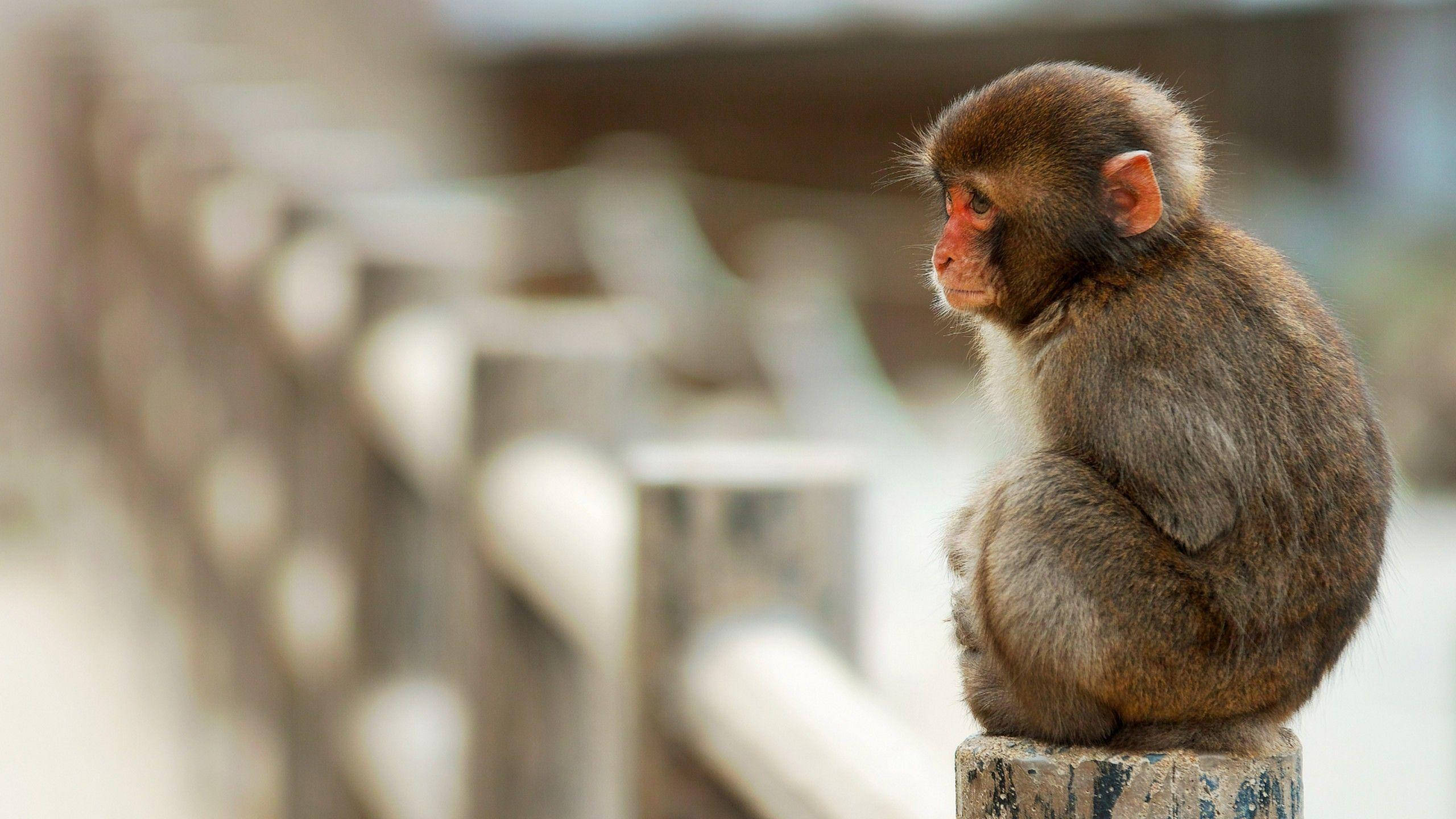 cute monkey, bridge, stone post, 2K Desktop Wallpaper