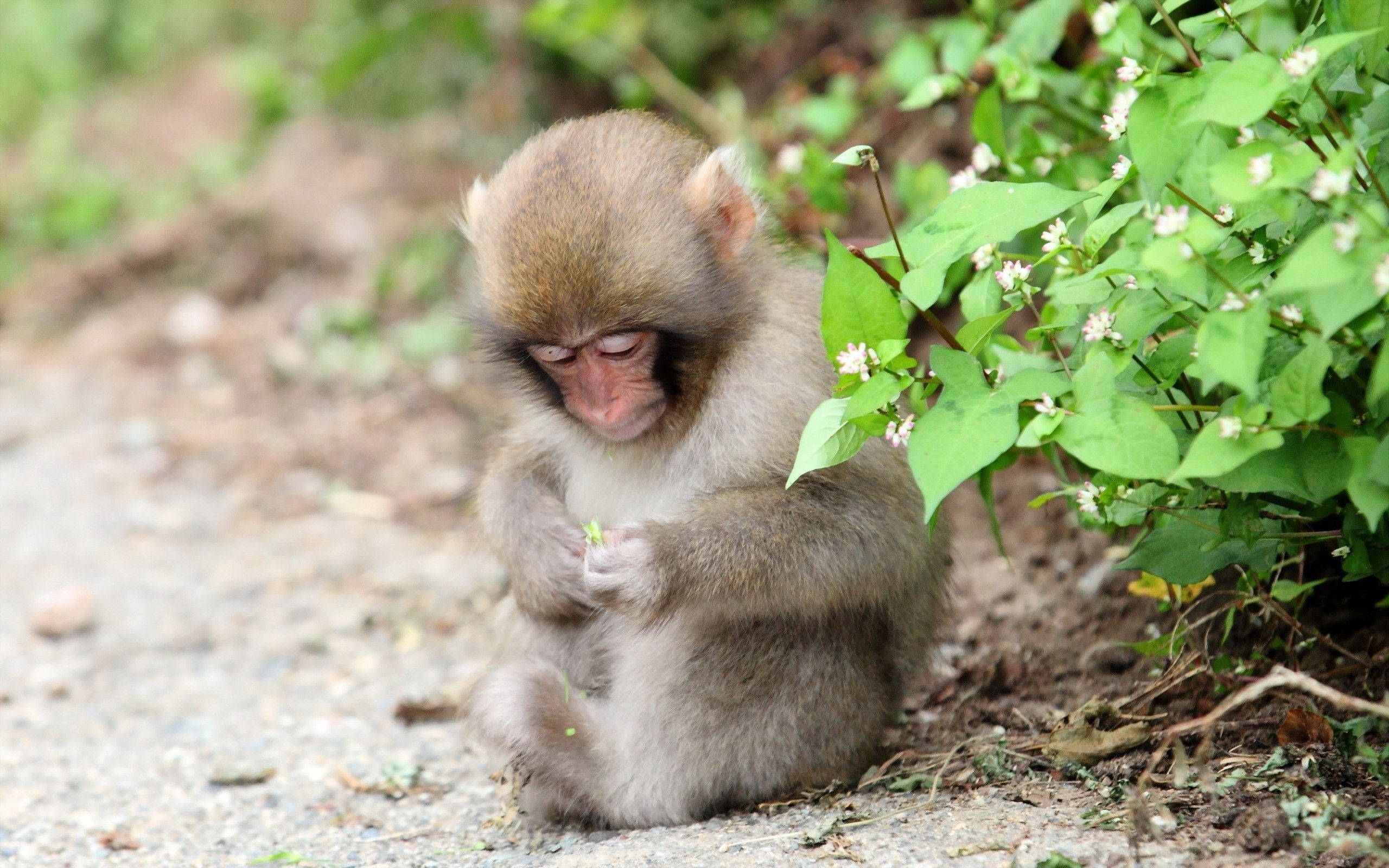 cute monkey, gravel path, bush of green leaves, 2K Desktop Wallpaper