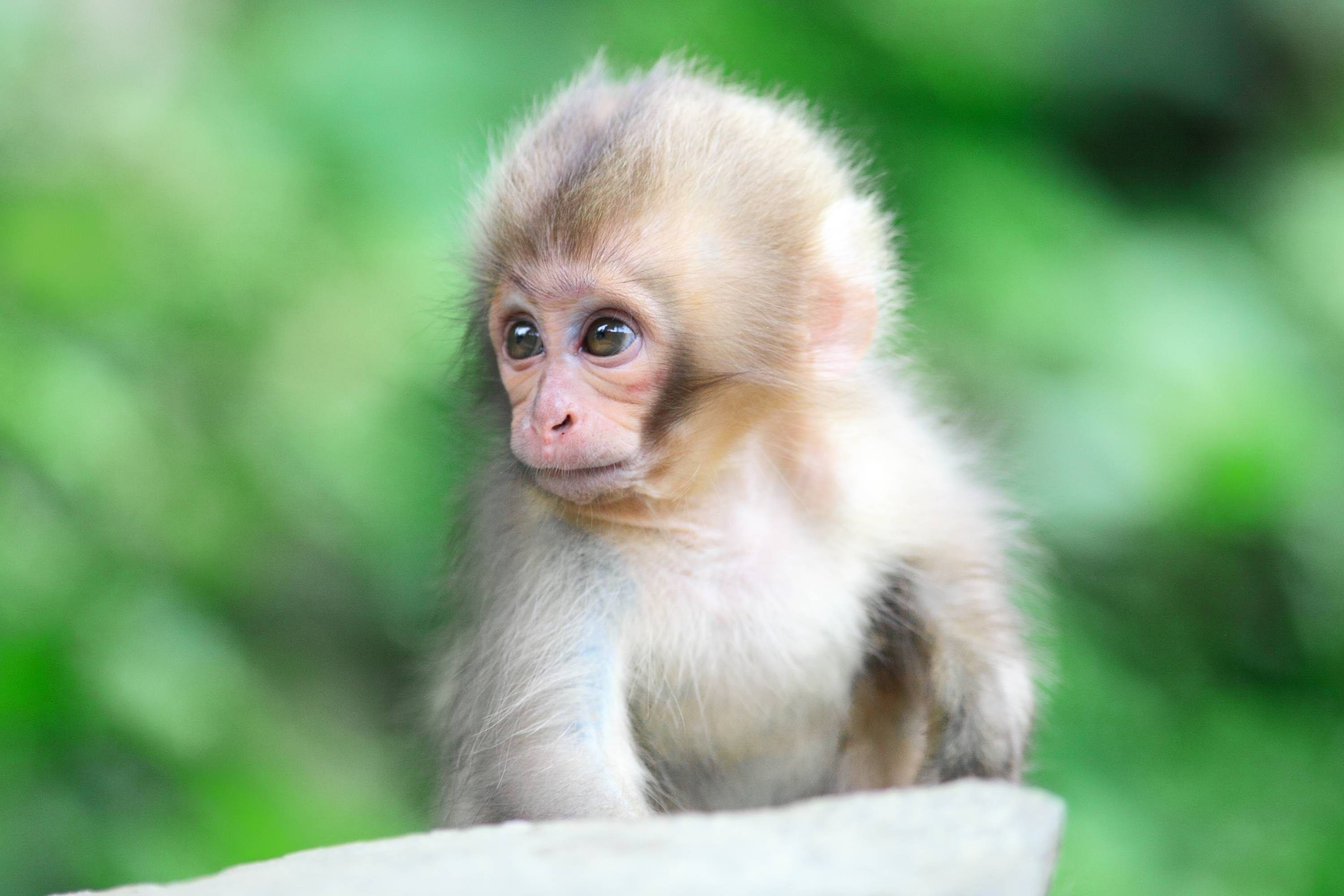 white haired cute monkey, fluffy baby monkey, big curious eyes, 2K Desktop Wallpaper
