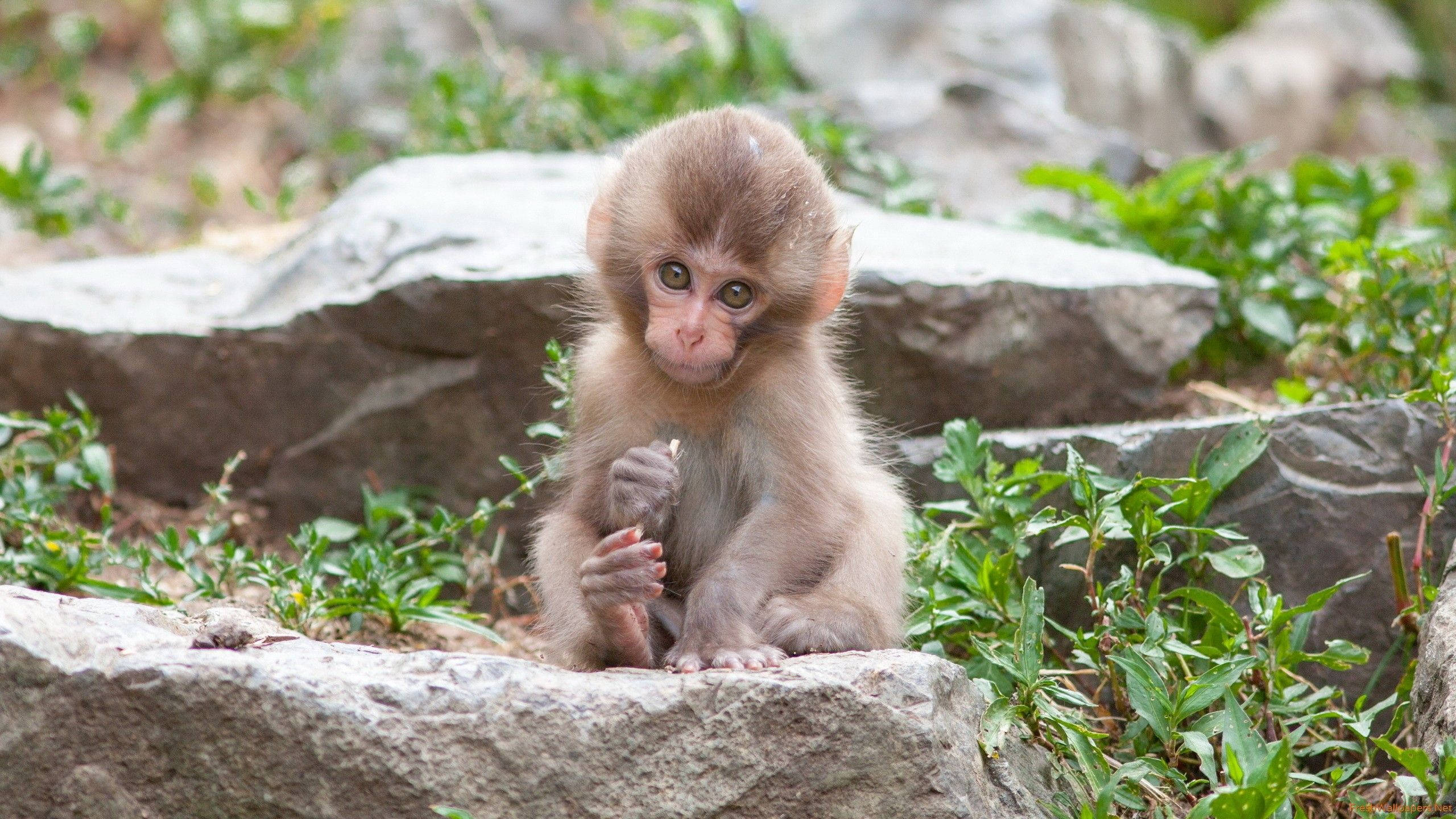 cute monkey, baby monkey, mossy rock, 2K Desktop Wallpaper