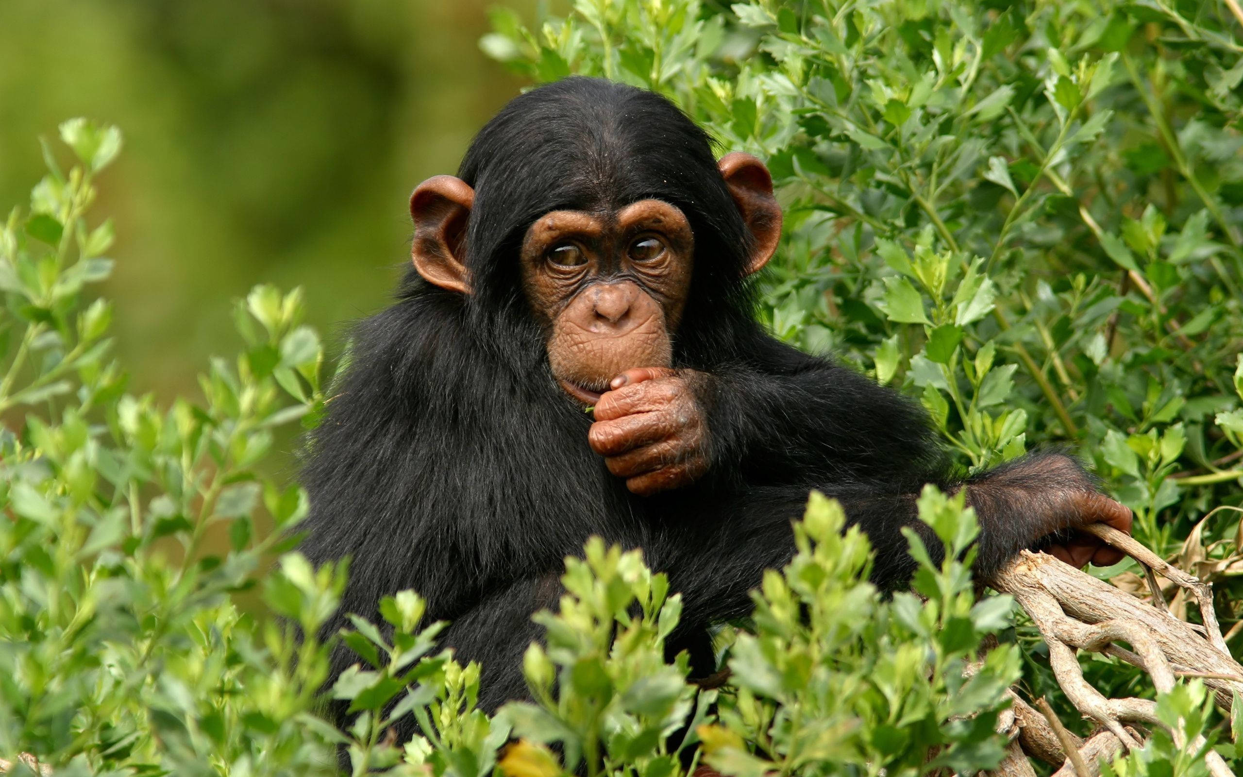 chimpanzee, dark fur, lush green foliage, 2K Desktop Wallpaper