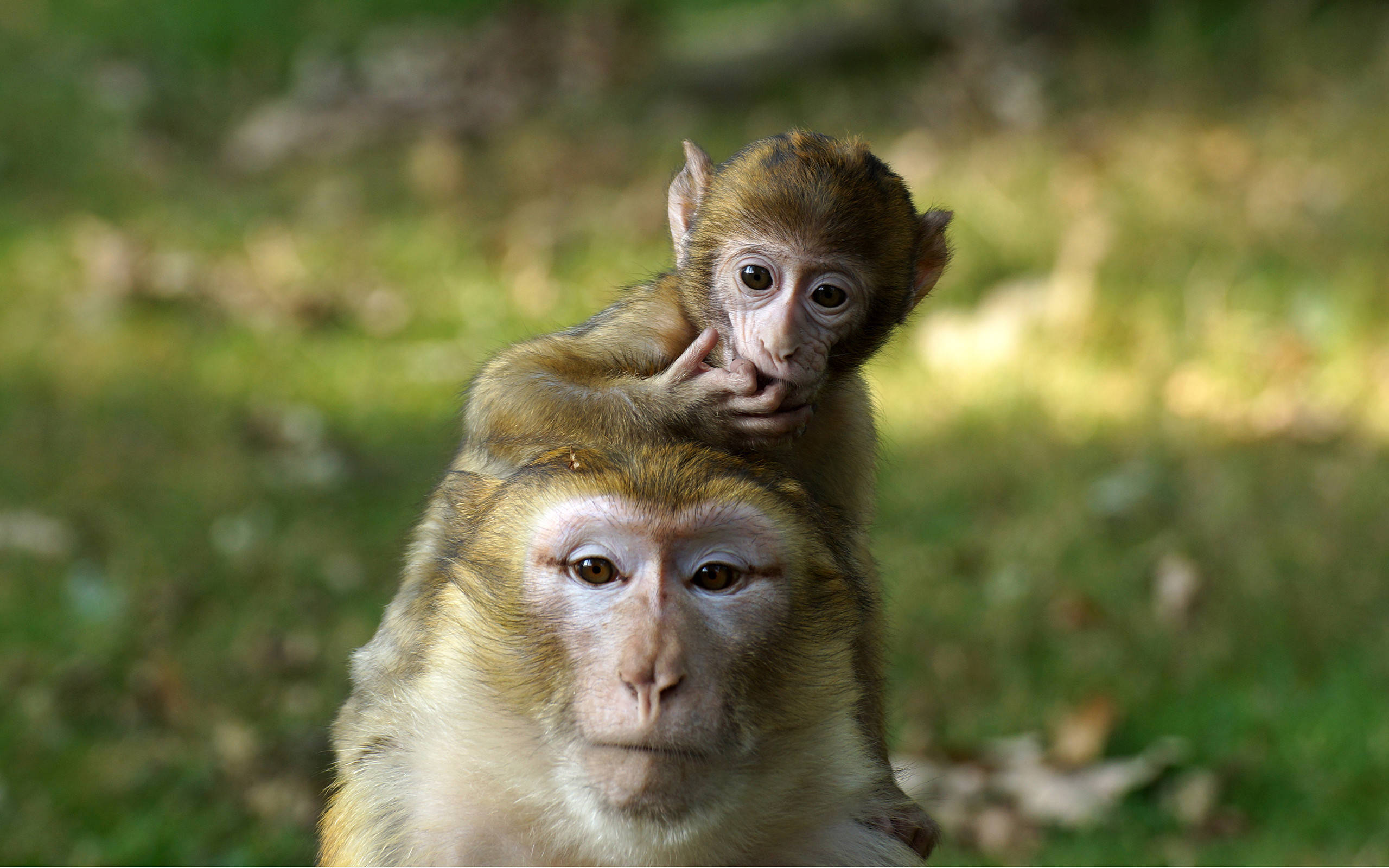 cute yellow monkeys, baby monkey, mother's back, 2K Desktop Wallpaper
