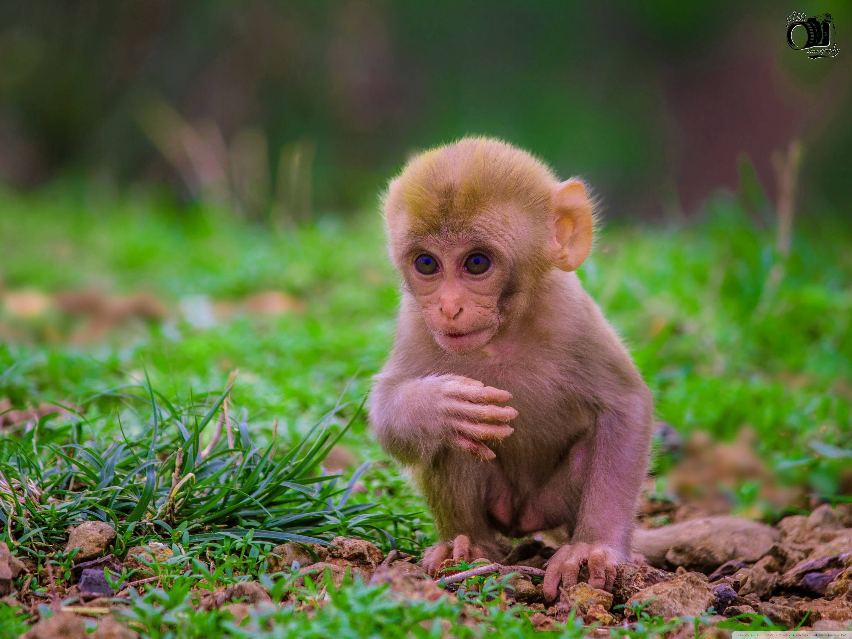 pink cute monkey, baby monkey, big blue eyes, 2K Desktop Wallpaper
