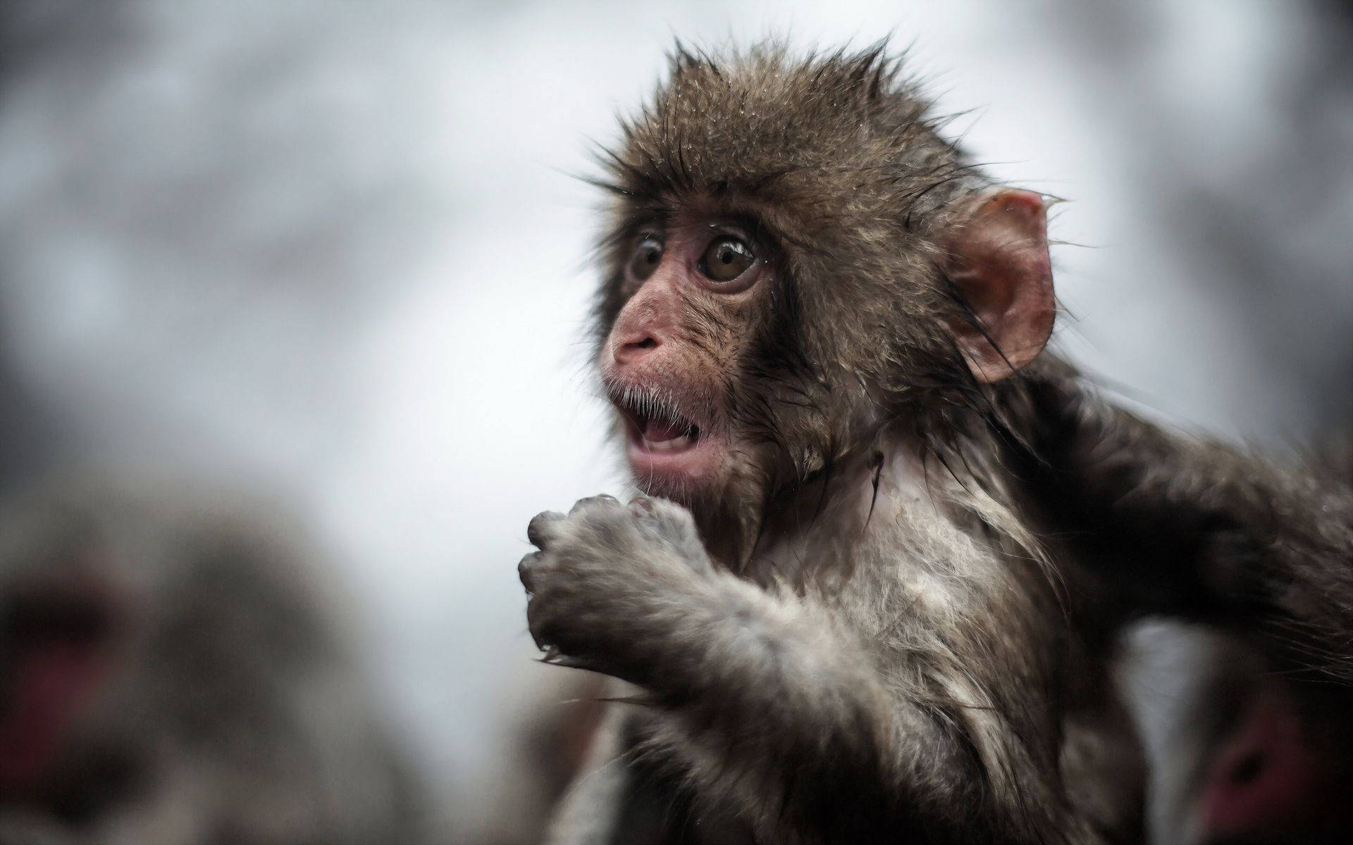 young Japanese macaque, wide eyes, open mouth, Full HD Desktop Wallpaper
