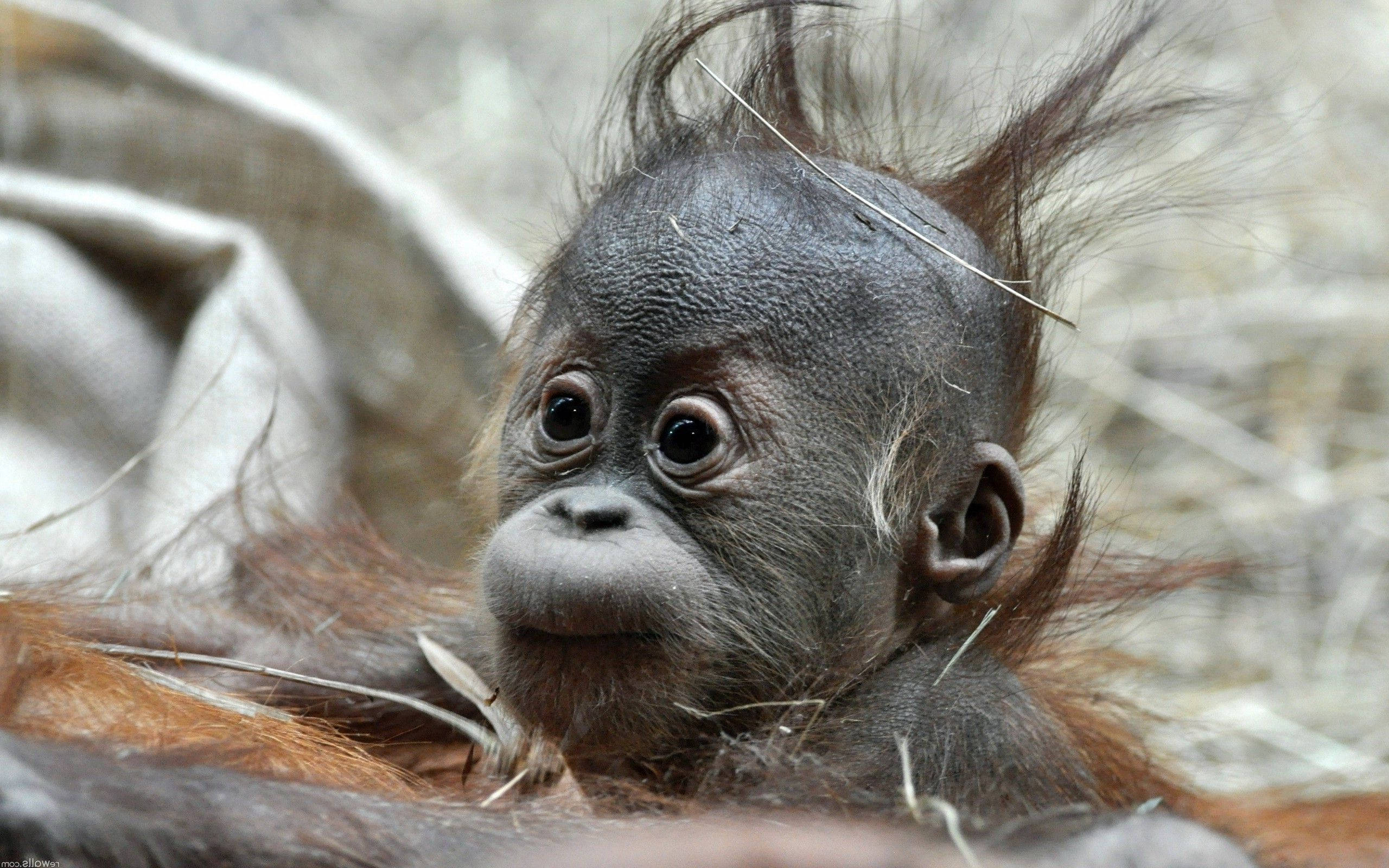 baby orangutan, dark skin, spiky hair, 2K Desktop Wallpaper