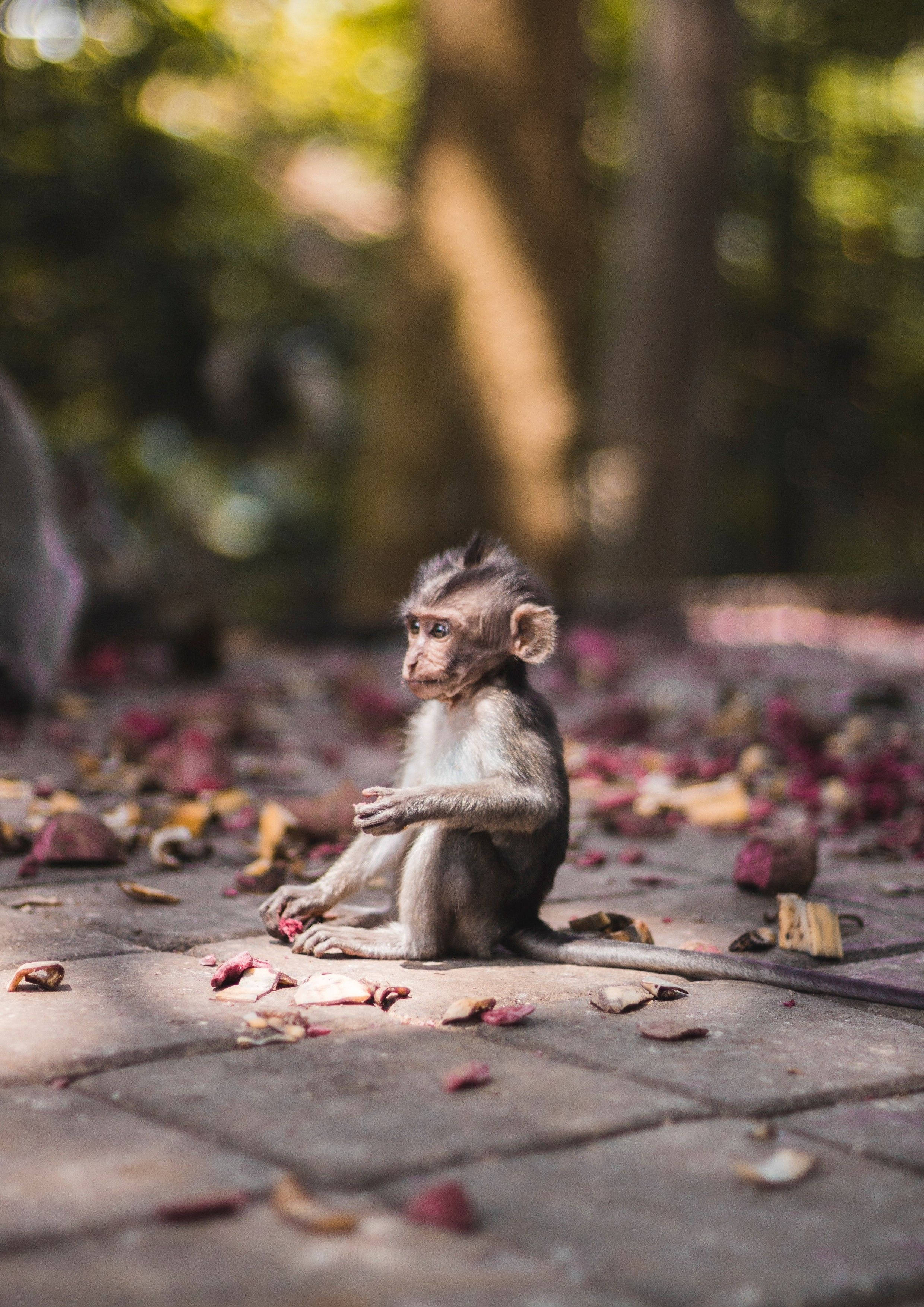 grey cute monkey, stone path, fallen petals, 2K Phone Wallpaper