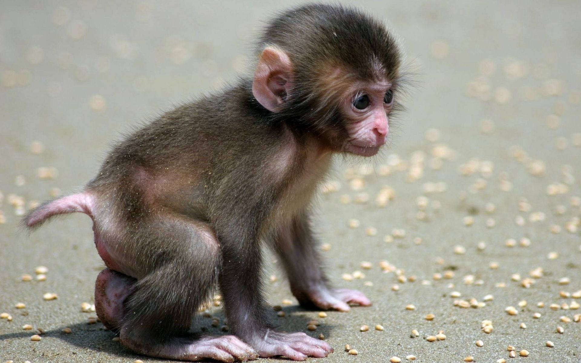 cute monkey, dark brown fur, pink face, Full HD Desktop Wallpaper