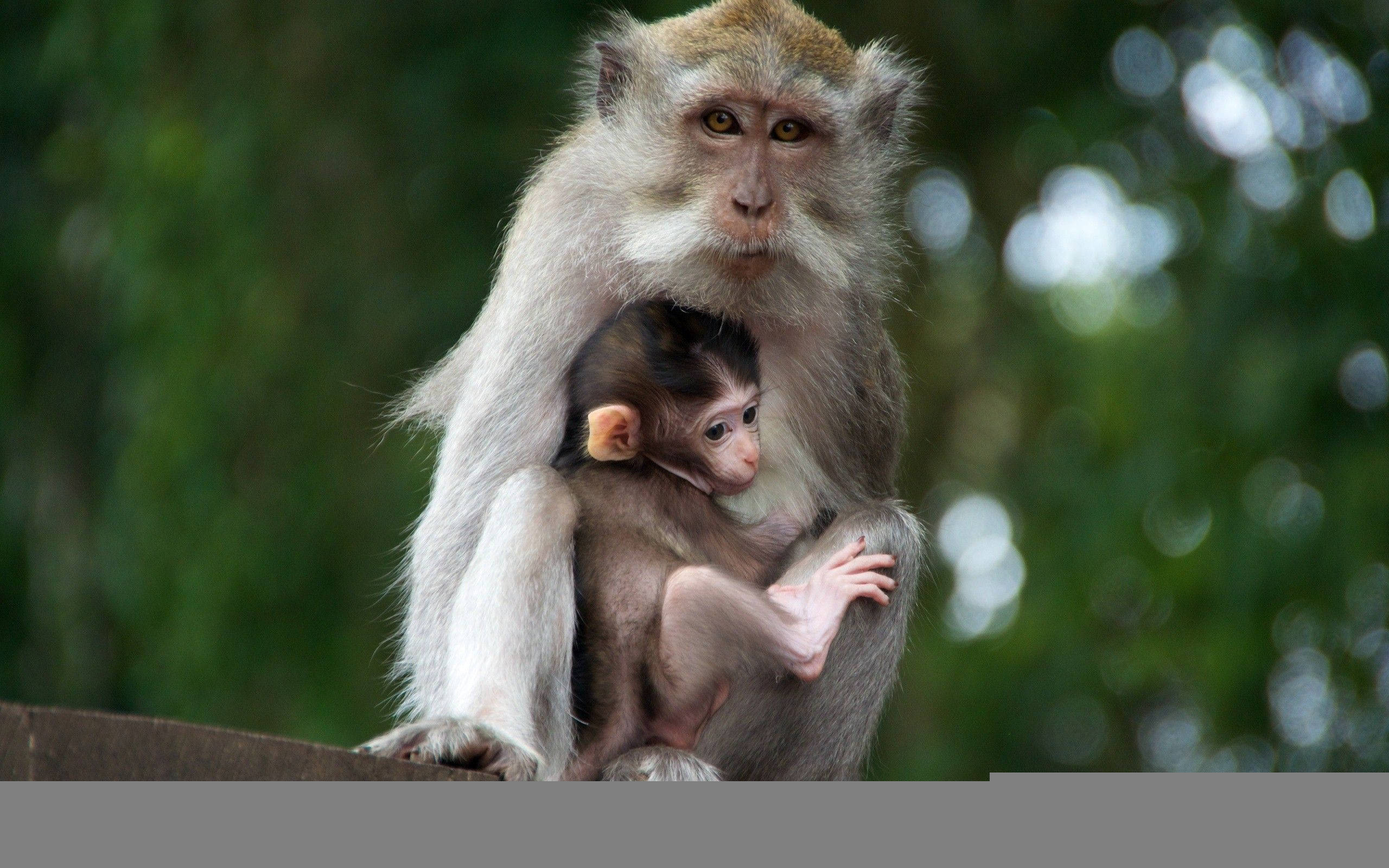 cute monkey, mother monkey, baby monkey, 2K Desktop Wallpaper