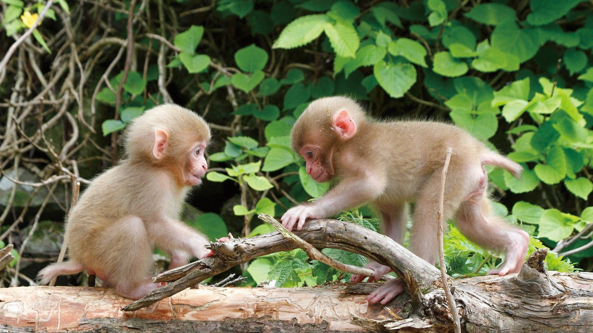 cute monkeys, fluffy baby monkeys, weathered log, Full HD Desktop Wallpaper