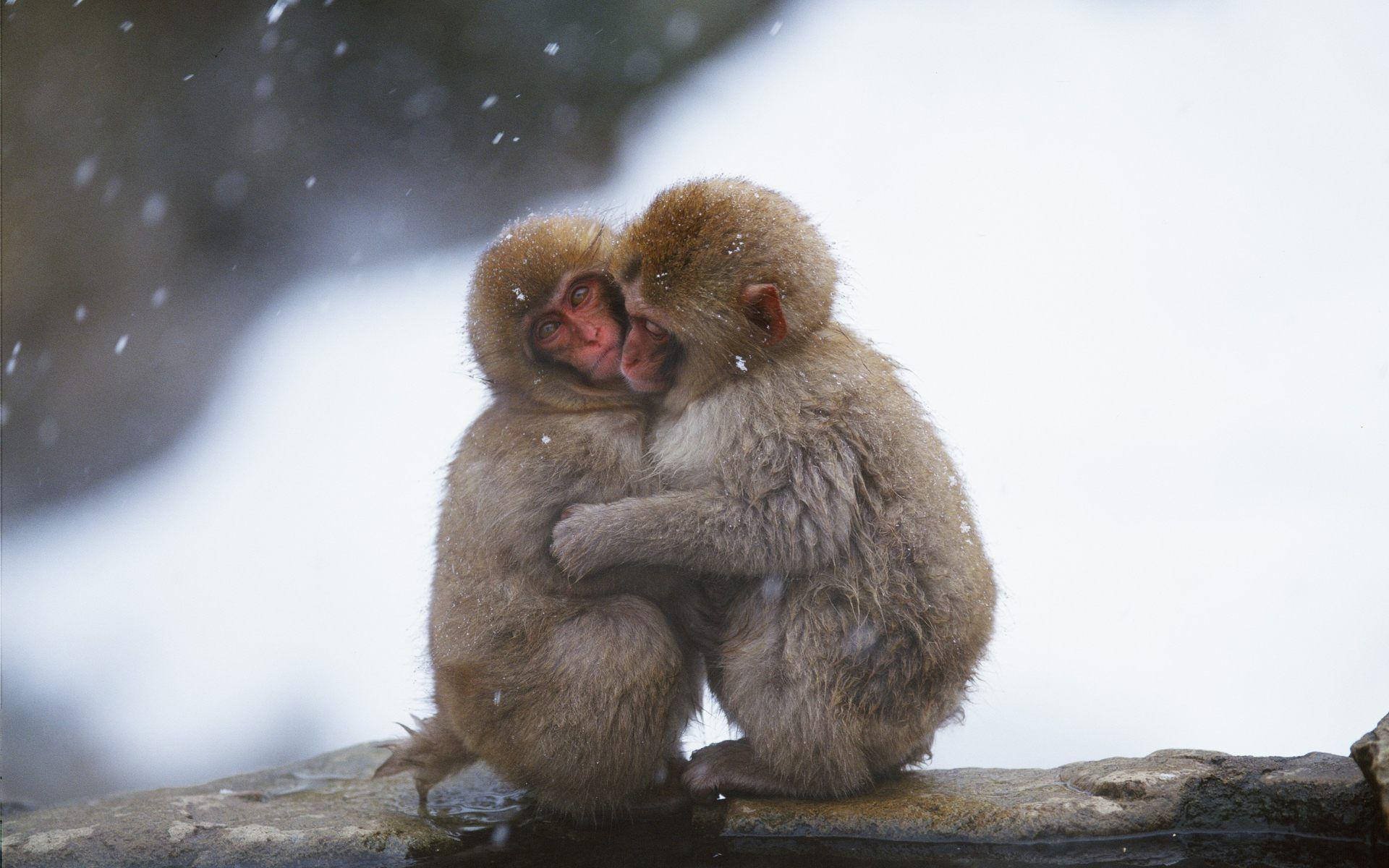 cute monkey, snow monkeys, snowy rock, Full HD Desktop Wallpaper