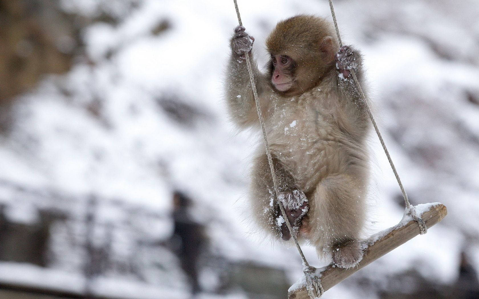 snow monkey, snowy rope swing, winter forest, HD Desktop Wallpaper
