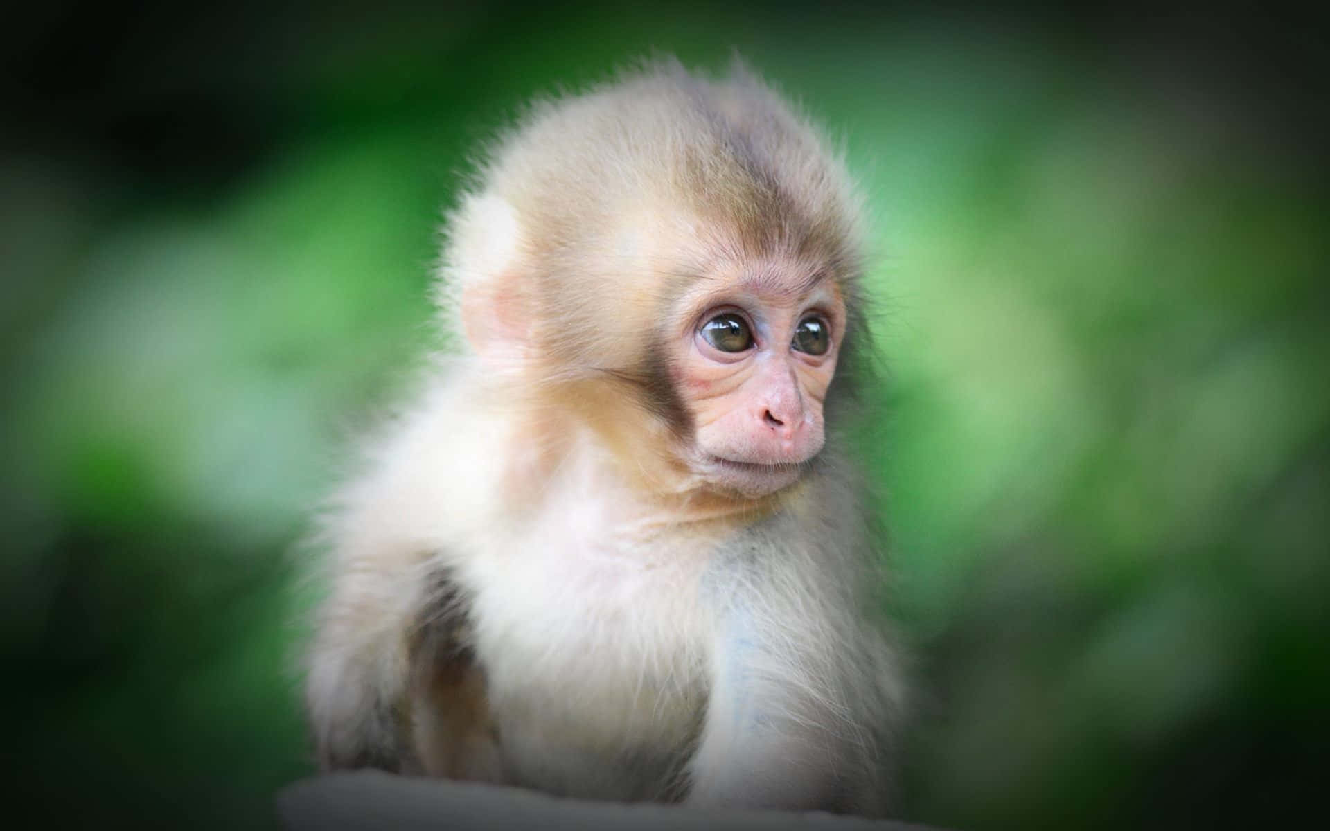 fluffy baby monkey, big curious eyes, soft green blurred foliage background, Full HD Desktop Wallpaper