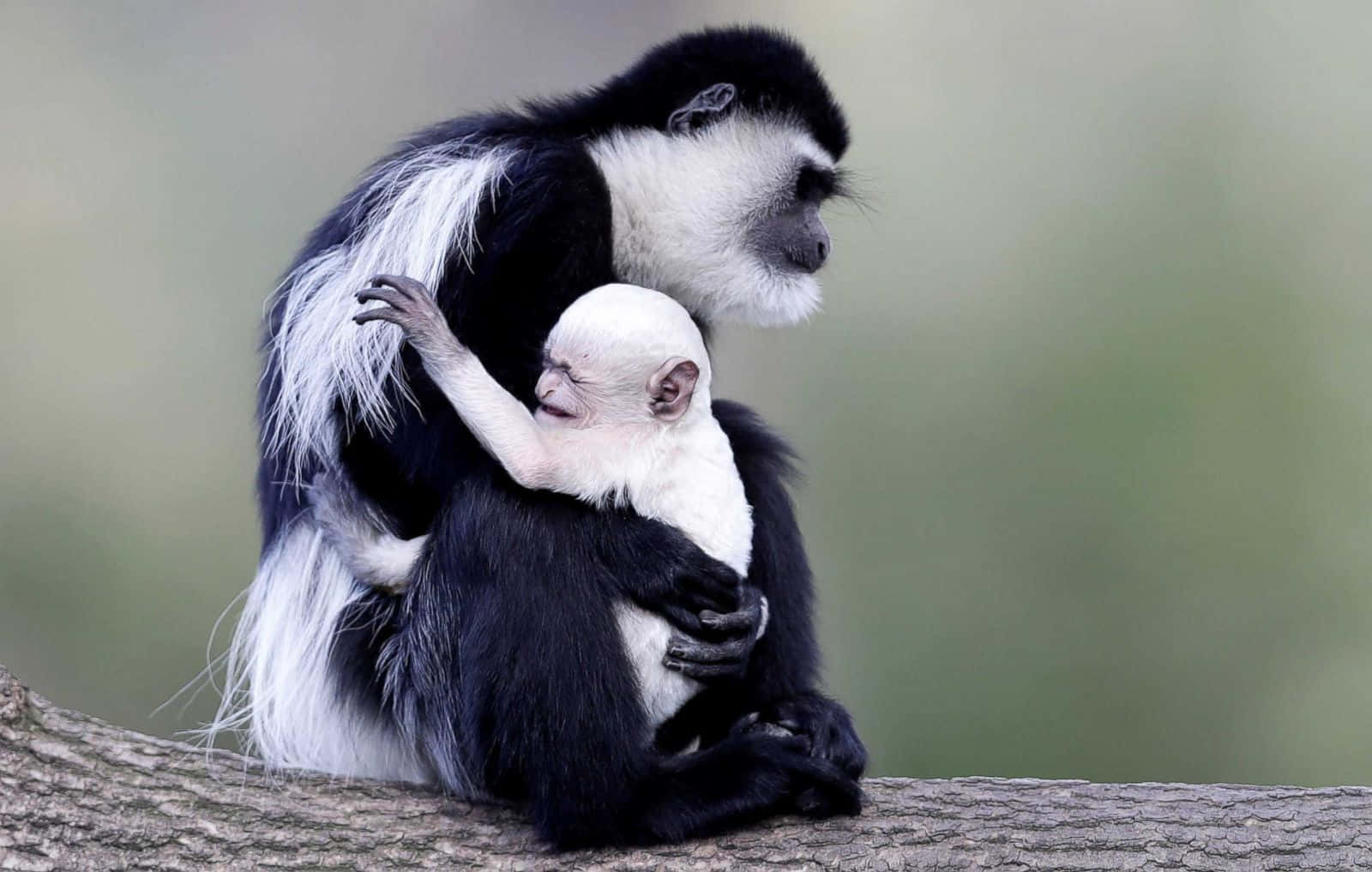 colobus monkey, white-furred infant, tree branch, HD Desktop Wallpaper