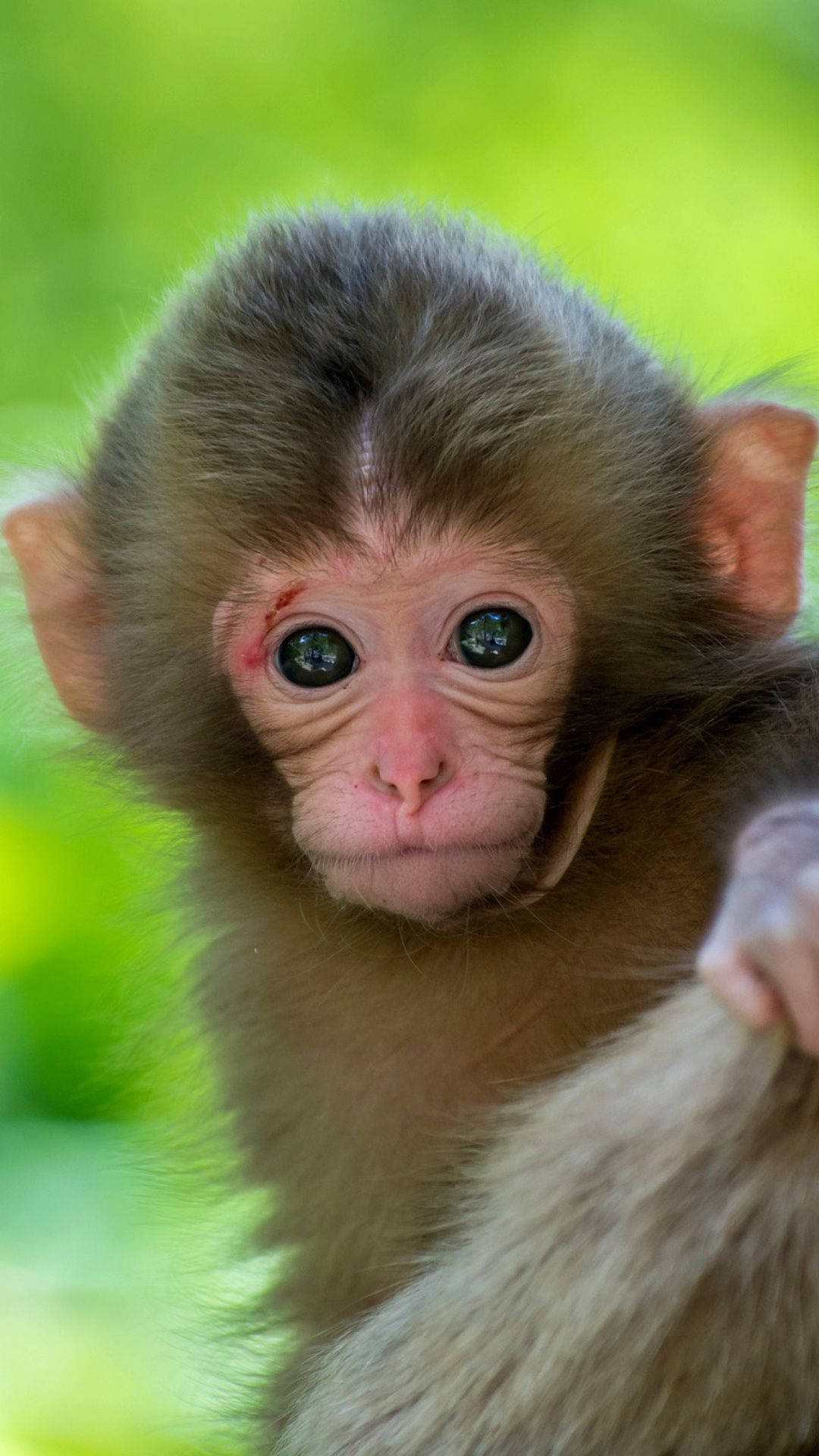 baby monkey, wide curious eyes, soft brown fur, Full HD Phone Wallpaper