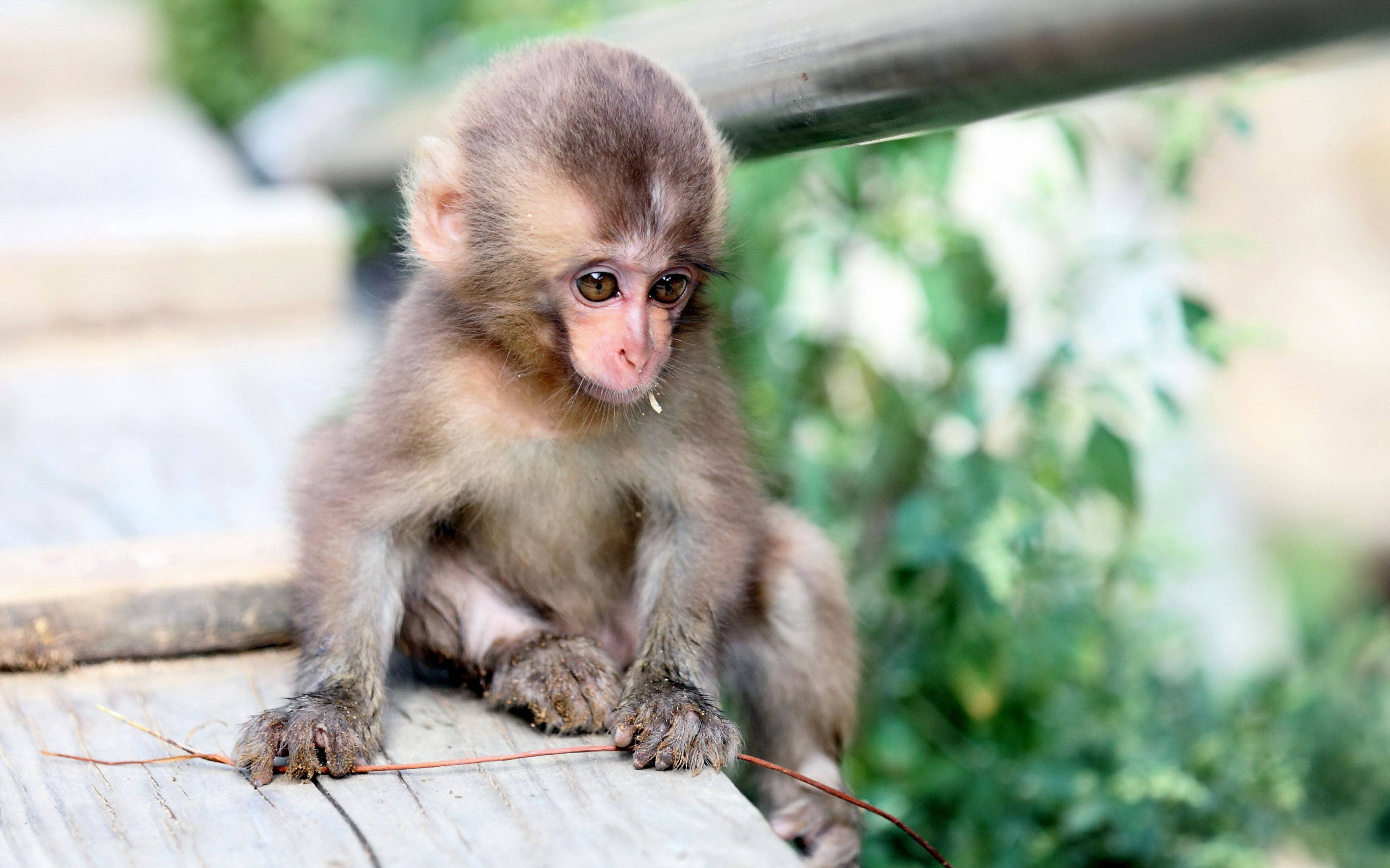 tiny cute monkey baby, baby monkey, fluffy monkey, 4K Desktop Wallpaper