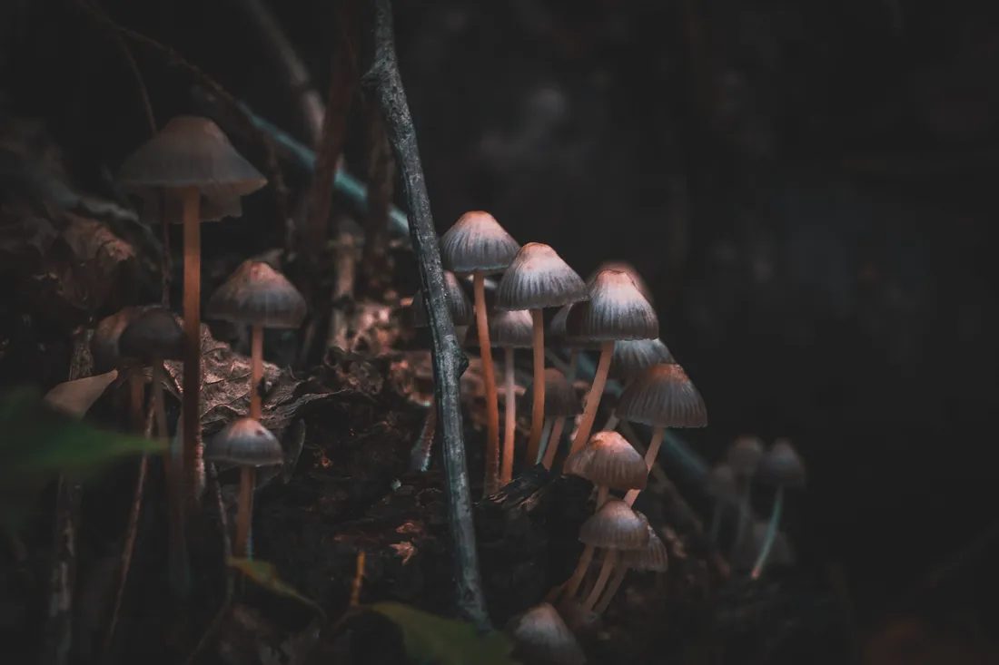 Cute Mushroom