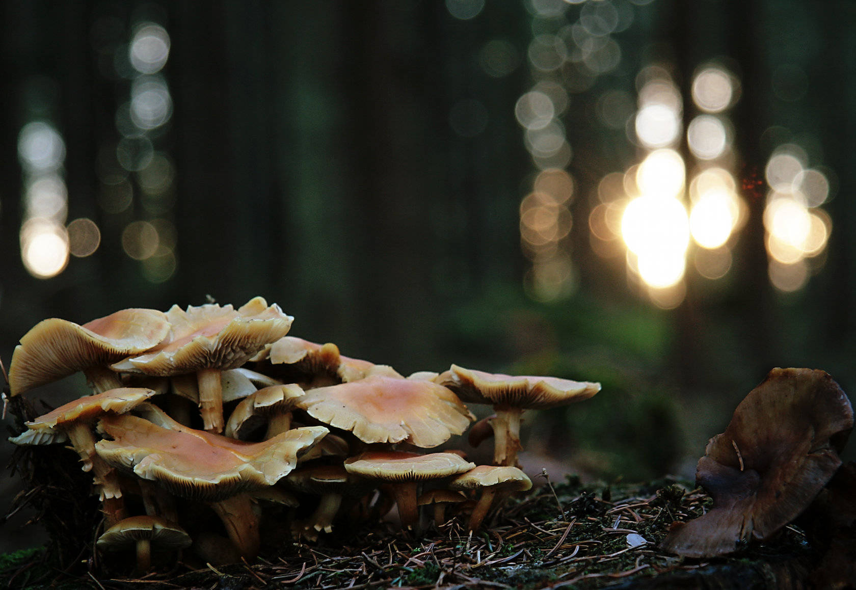 cluster of cute mushrooms, earthy-toned mushrooms, forest floor, HD Desktop Wallpaper
