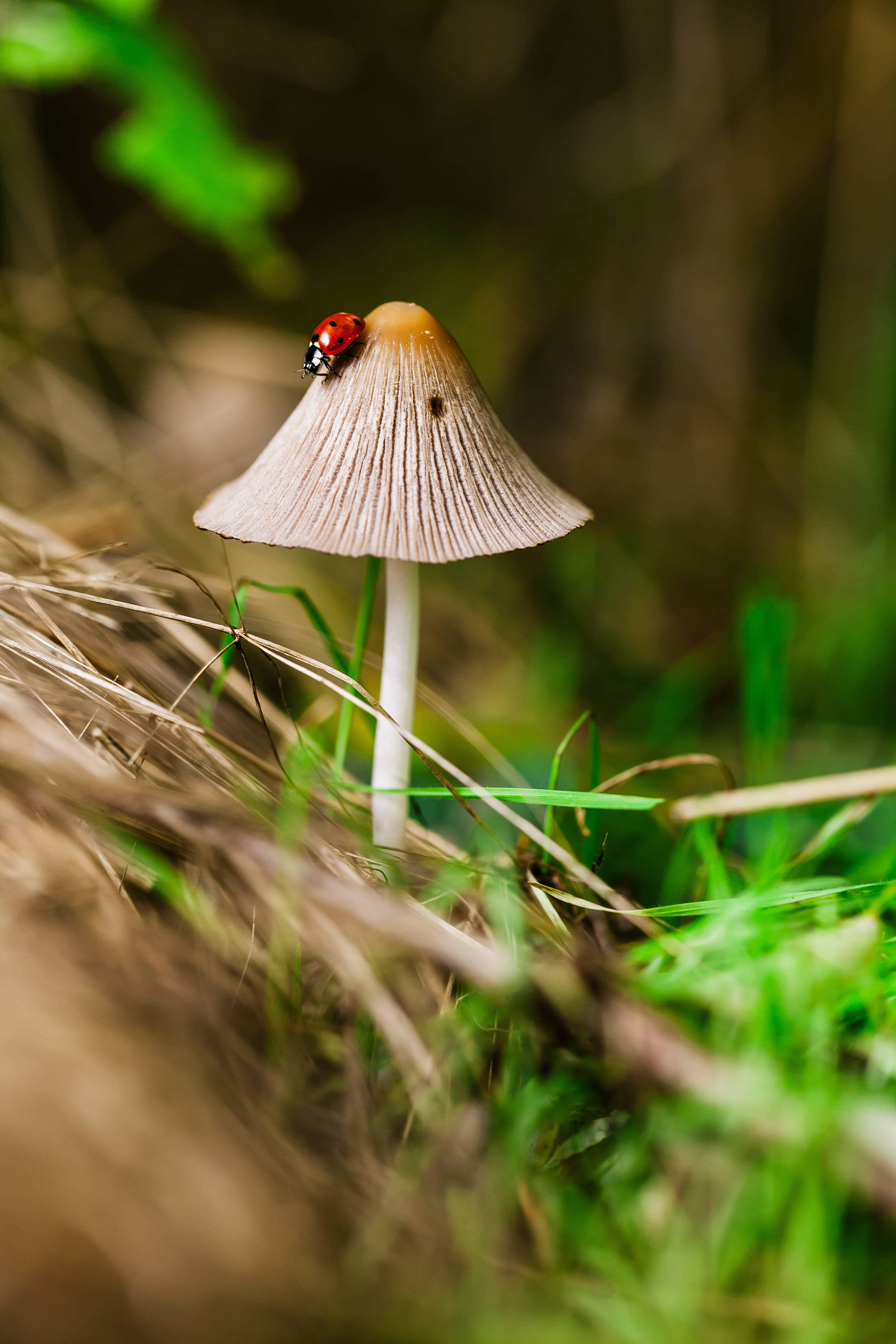ladybug, beige mushroom, sunlit patch of green grass, 5K Phone Wallpaper