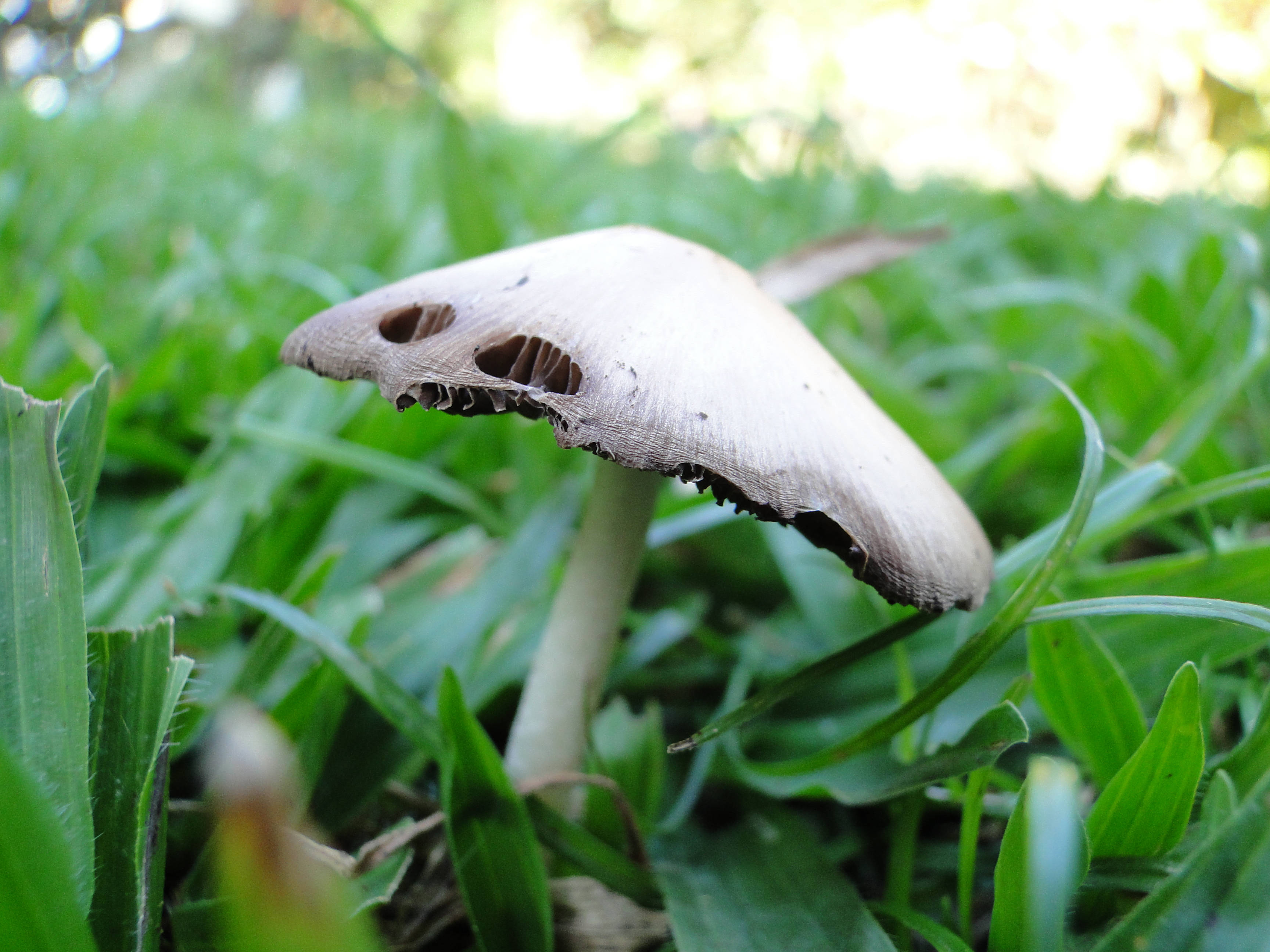 cute white mushroom, tilted cap, vibrant green grass, 2K Desktop Wallpaper
