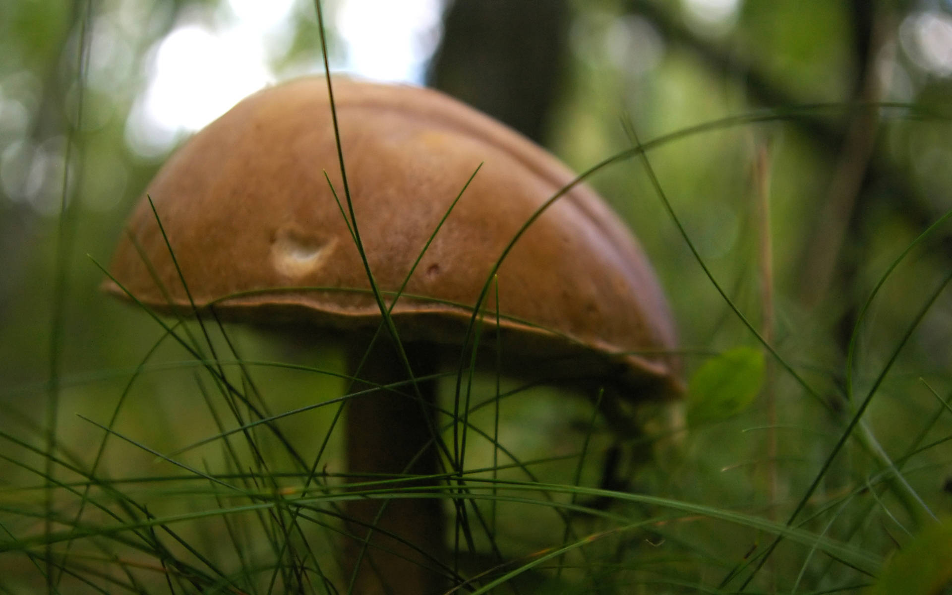 brown mushroom, vibrant green grass, sun-dappled forest, Full HD Desktop Wallpaper
