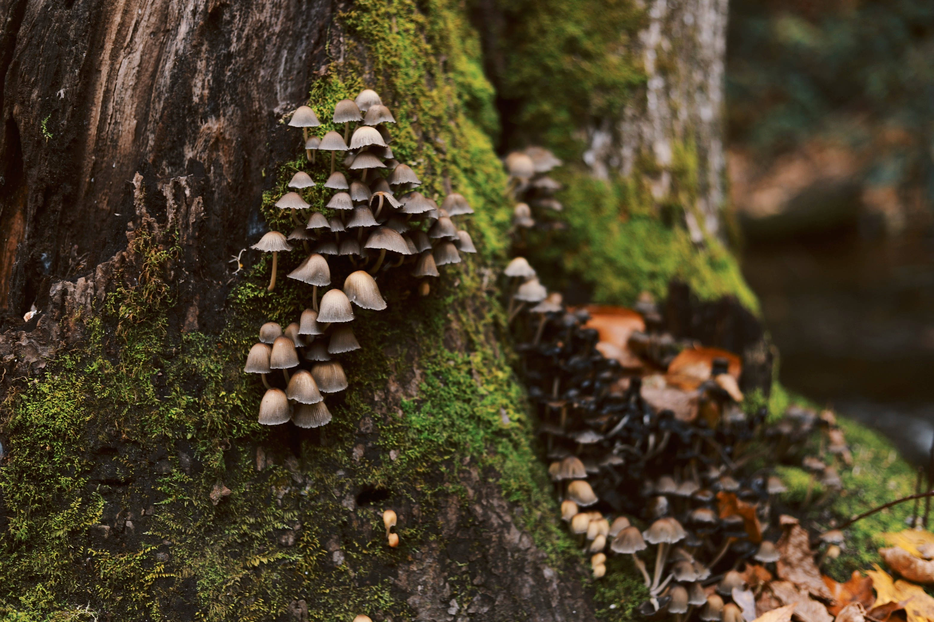 cute gray mushrooms, mossy tree, damp forest, 2K Desktop Wallpaper