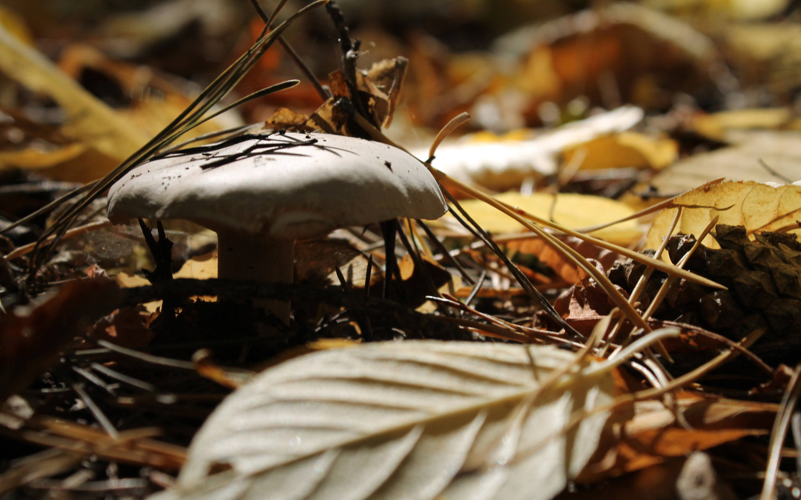 cute mushroom, golden autumn leaves, pine needles, 2K Desktop Wallpaper