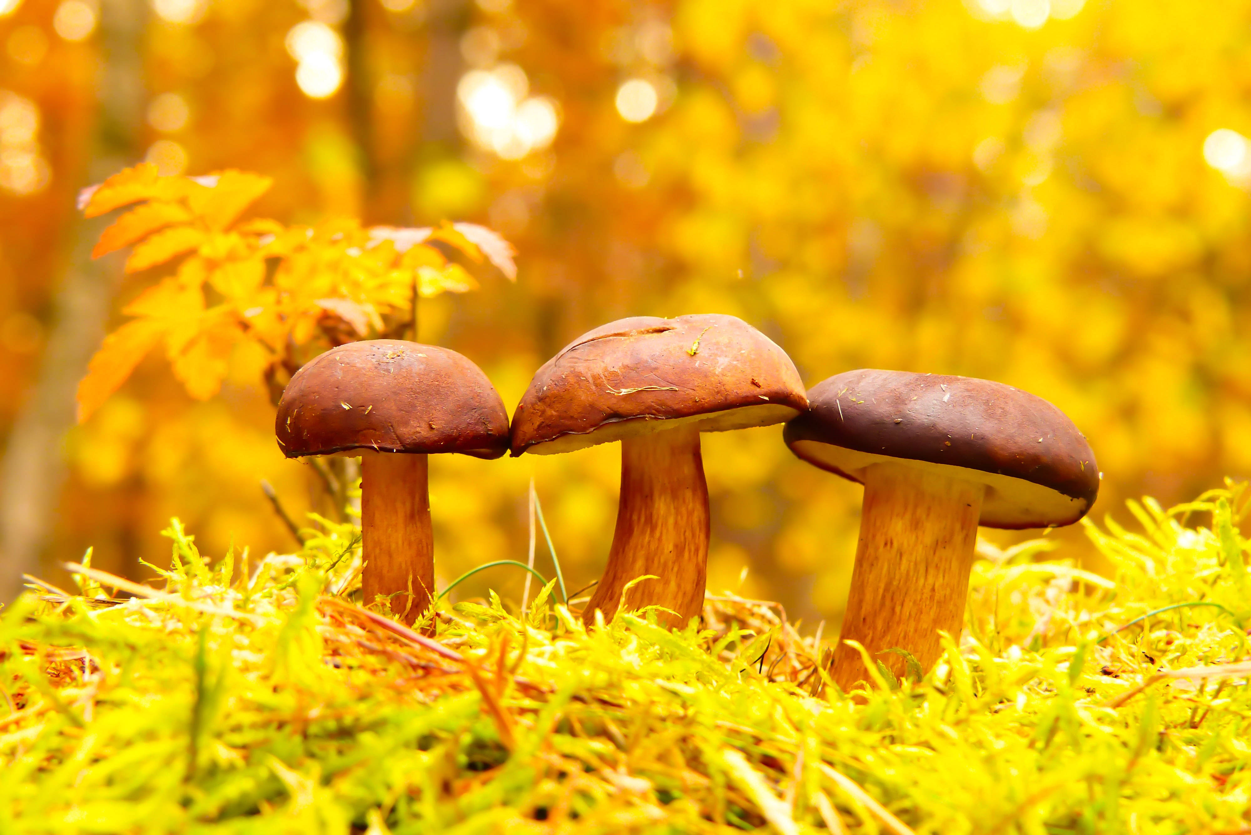 three cute mushrooms, yellow grass, brown-capped mushrooms, 4K Desktop Wallpaper