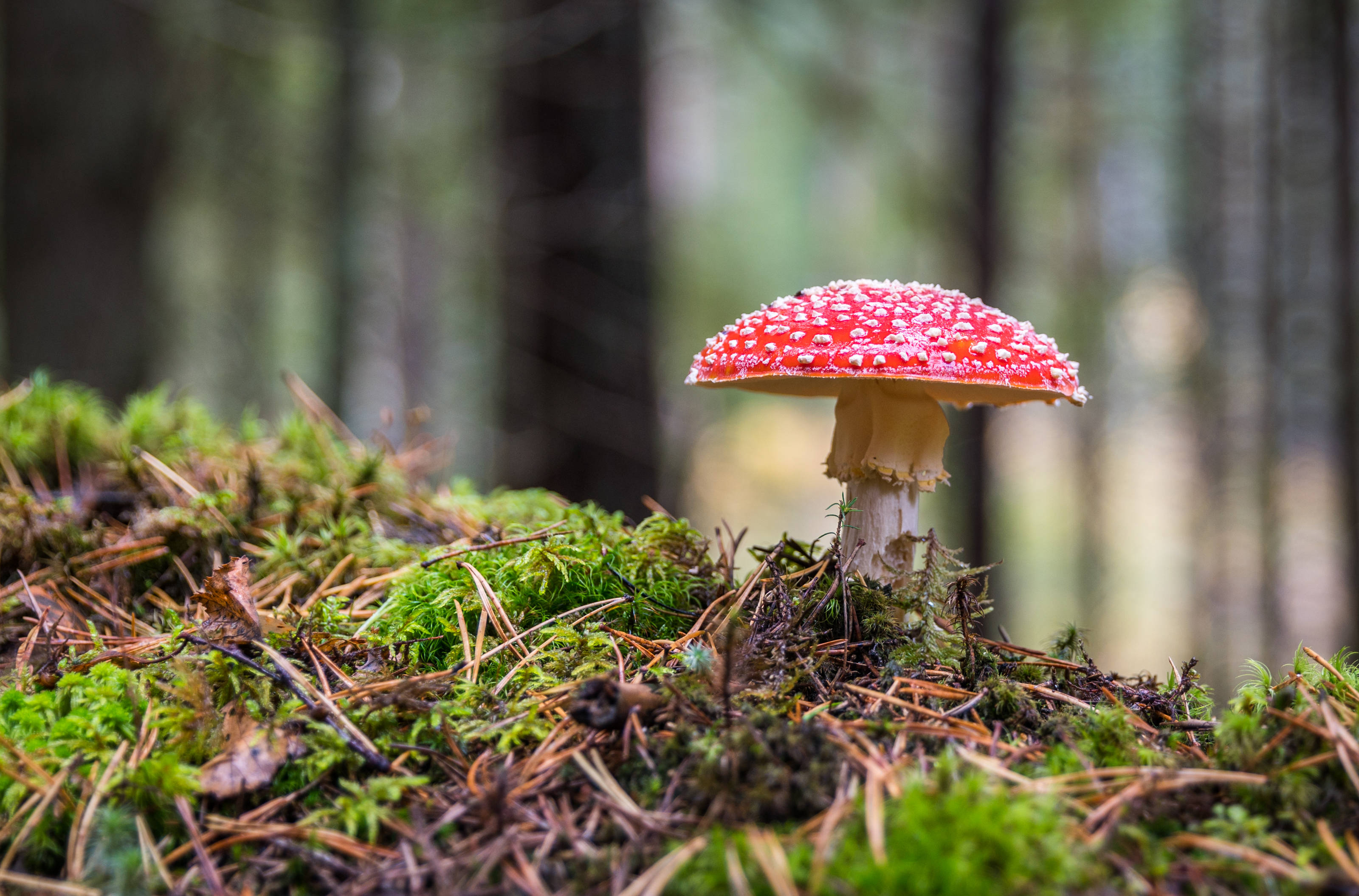 red fly agaric mushroom, white spots, lush green moss, 2K Desktop Wallpaper