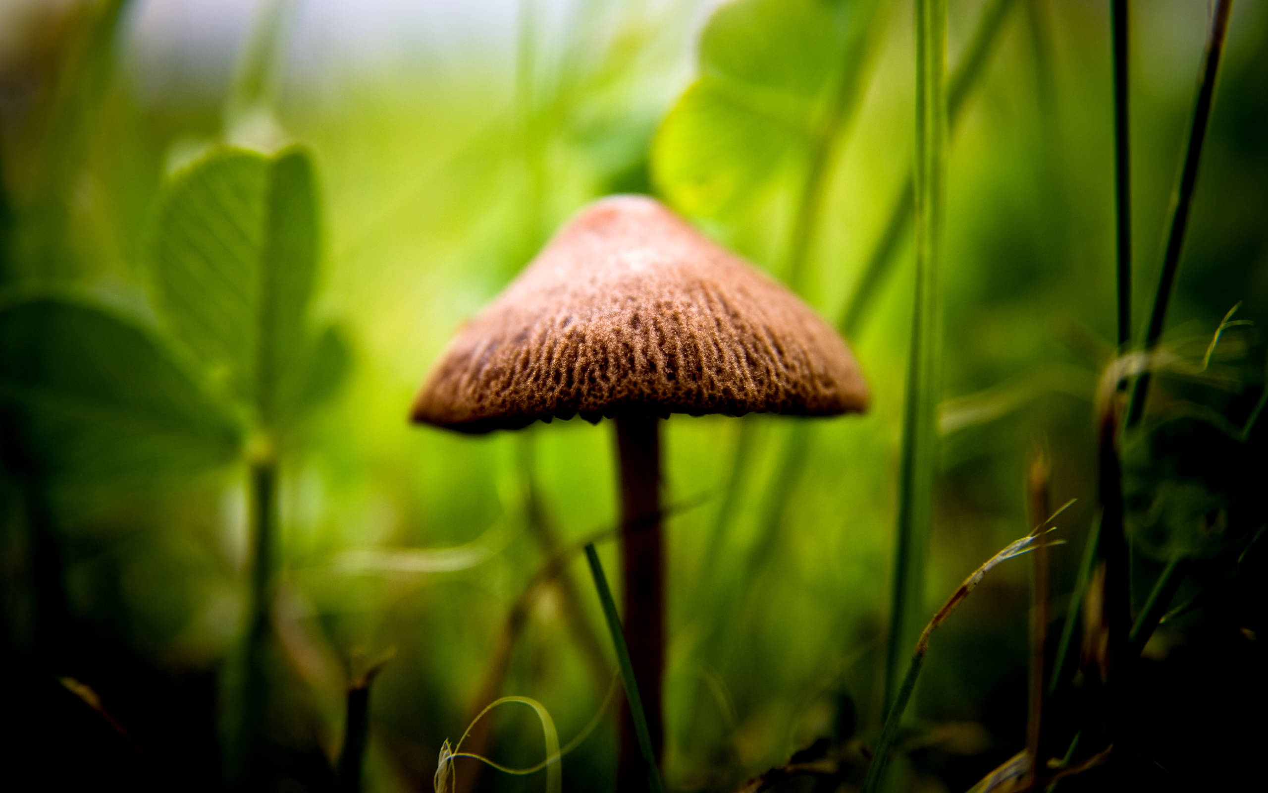 cute brown mushroom, rough cap, vibrant green grass, 2K Desktop Wallpaper