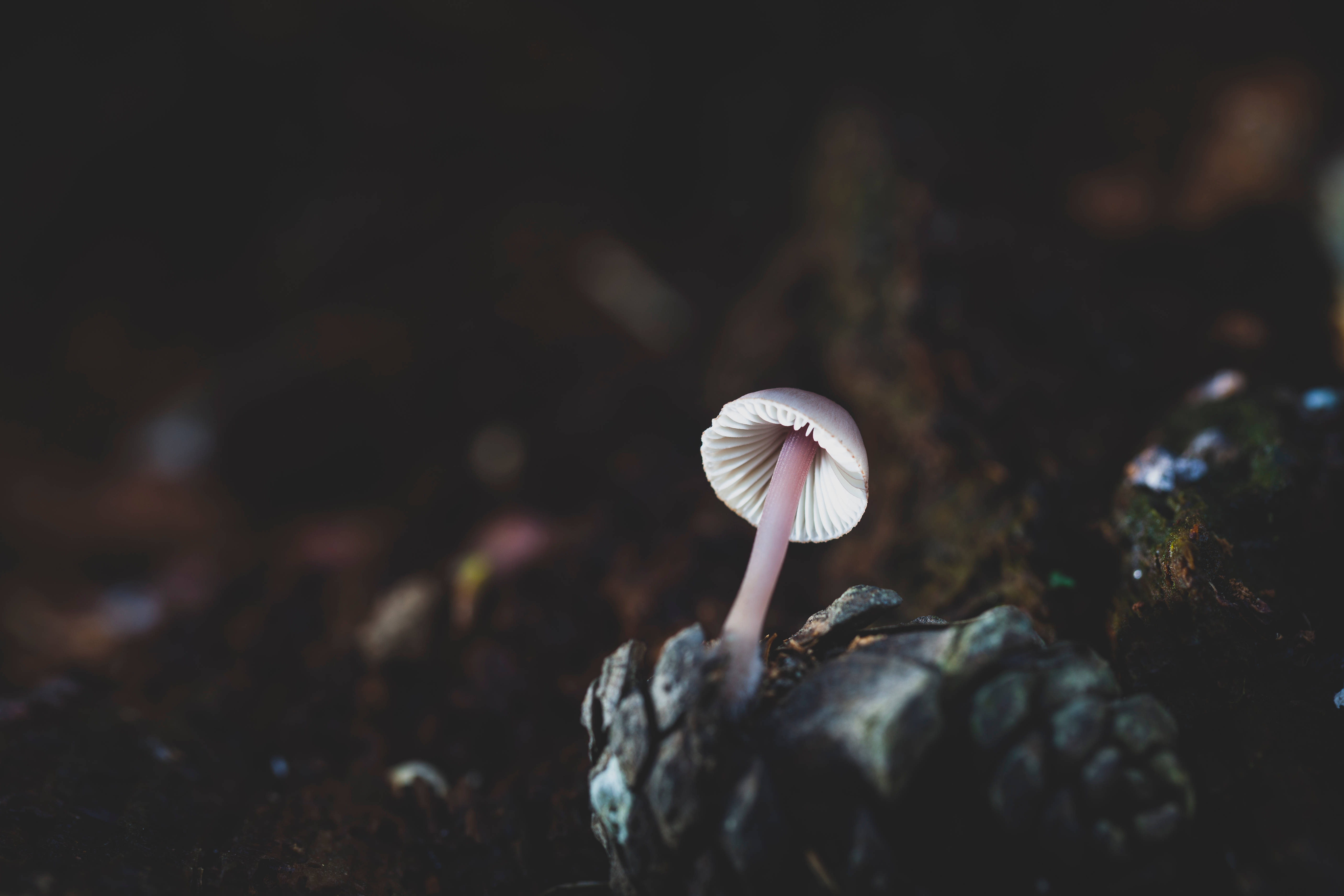 cute white mushroom, darkness, pale pink mushroom, 5K Desktop Wallpaper