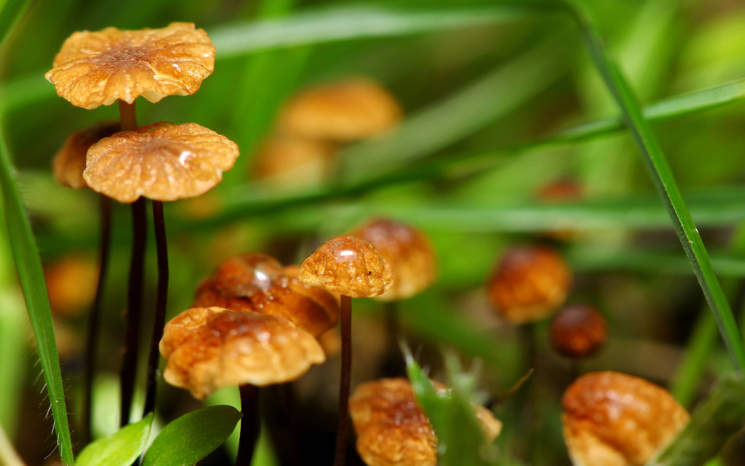 cute brown mushrooms, different heights, tiny golden-brown mushrooms, 2K Desktop Wallpaper