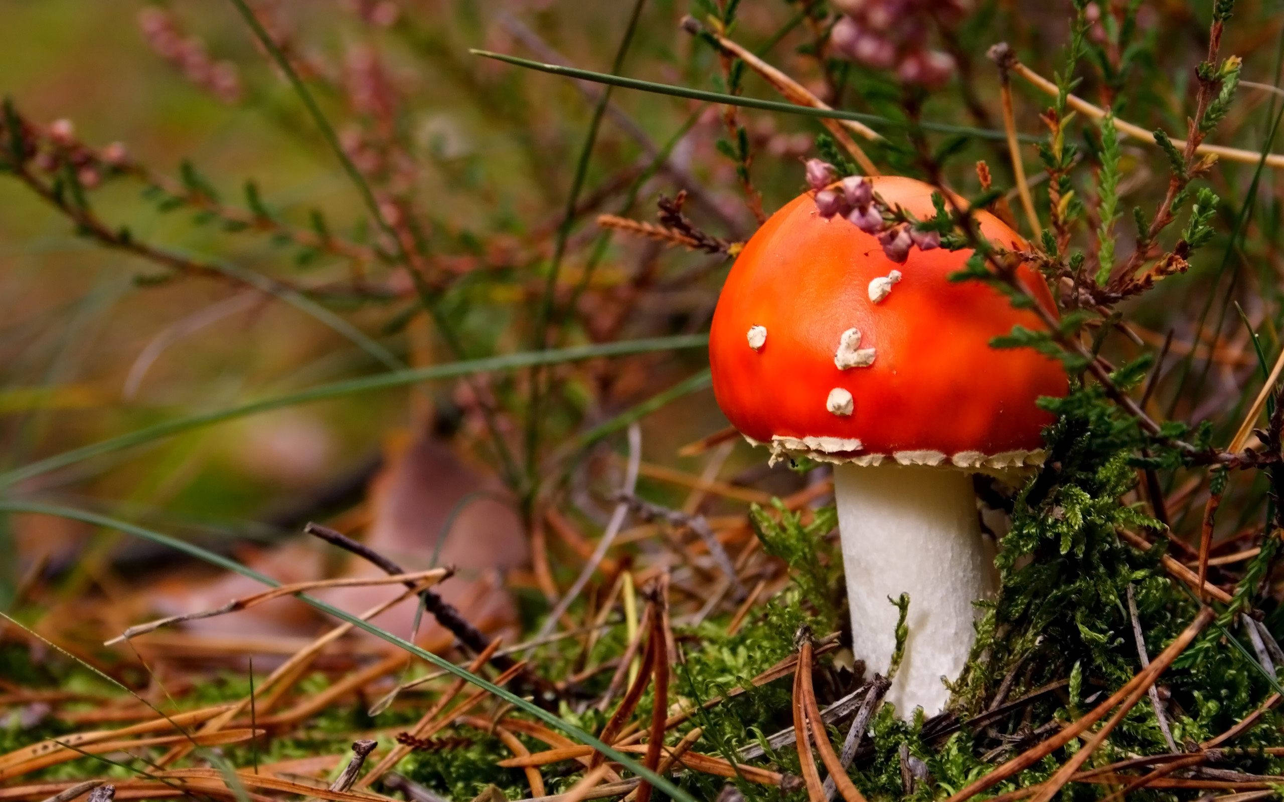 red fly agaric mushroom, white spots, mossy forest floor, 2K Desktop Wallpaper
