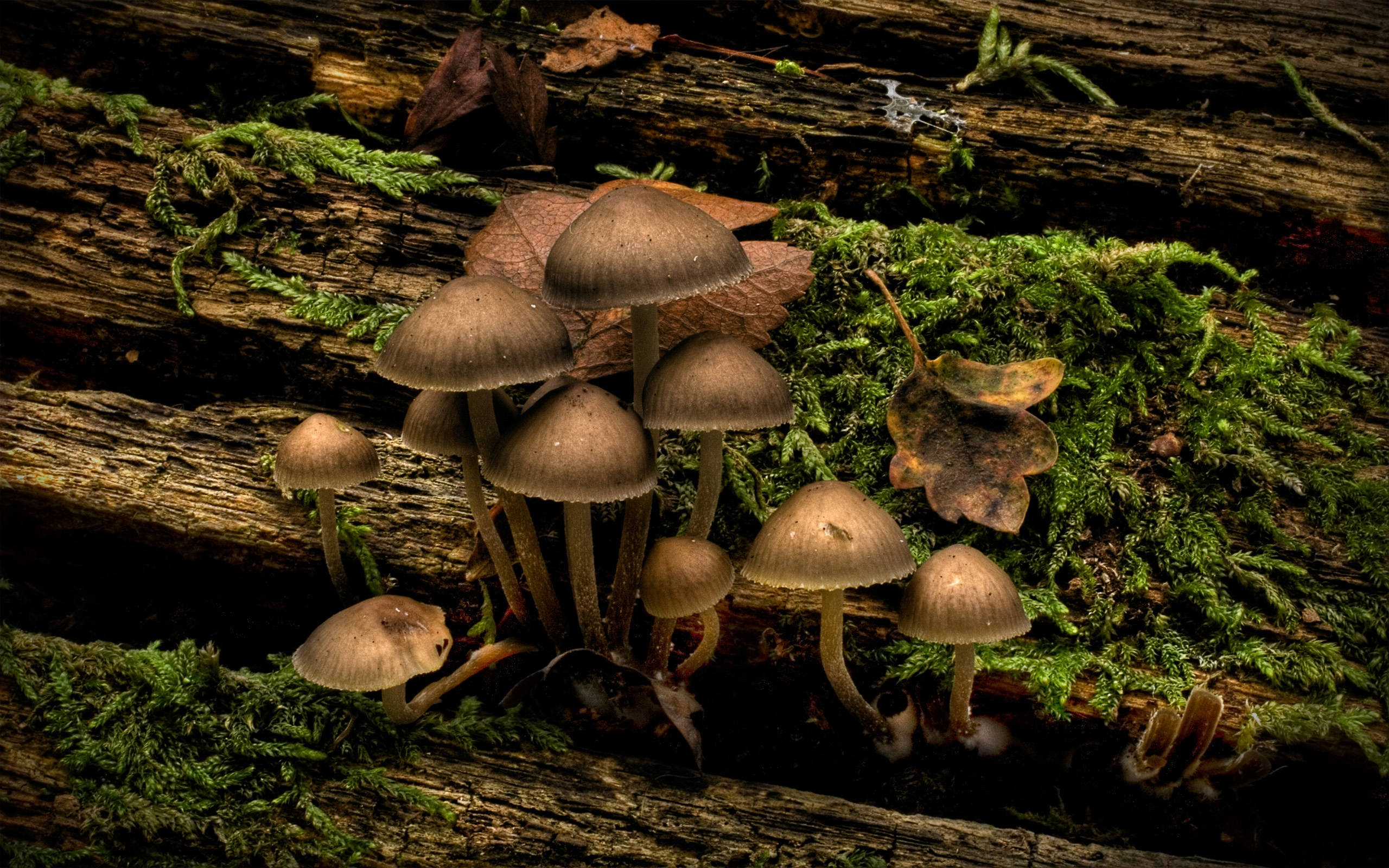 brown mushrooms, mossy logs, fallen leaves, 2K Desktop Wallpaper