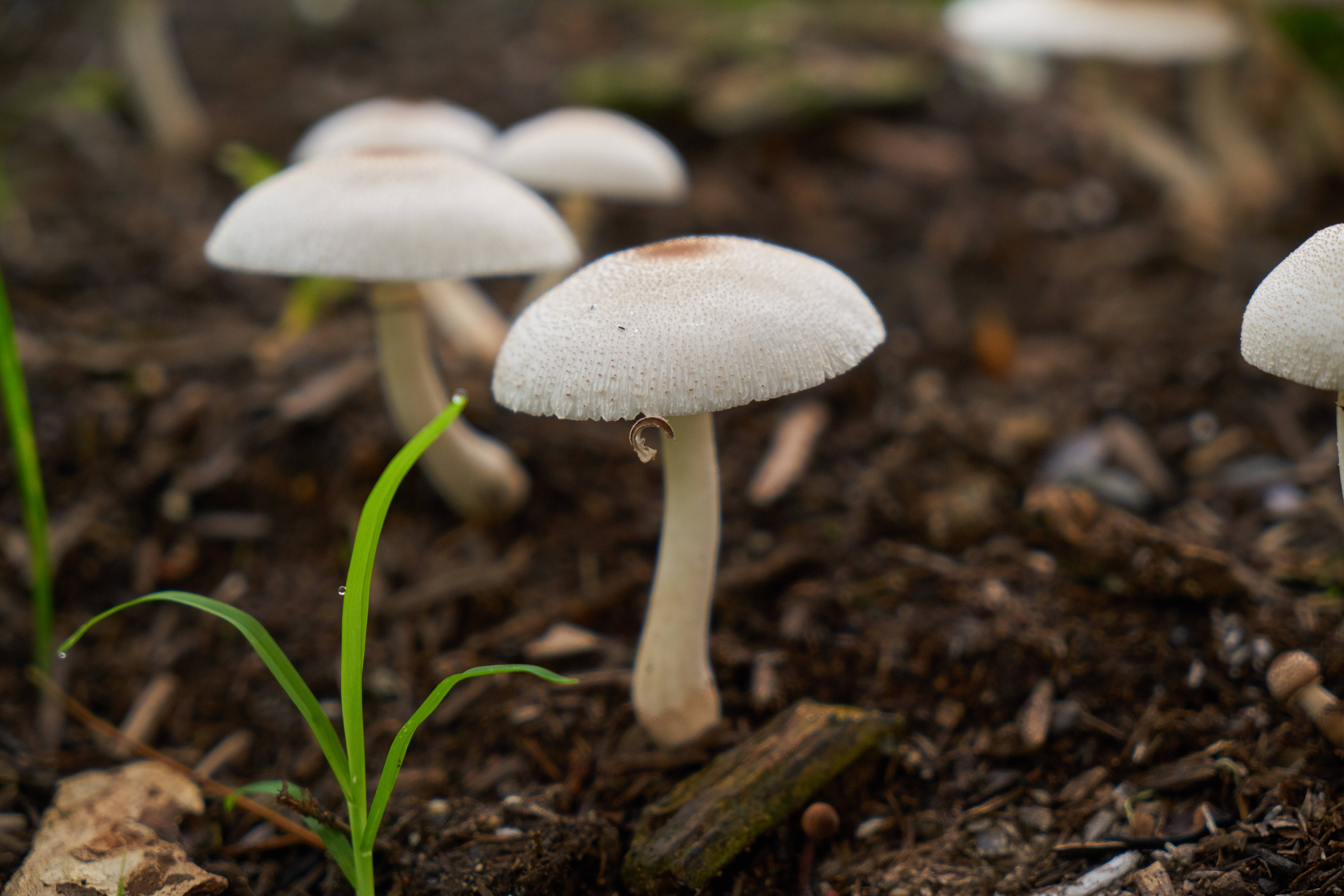 cute white mushrooms, rich dark soil, vibrant green grass blades, 5K Desktop Wallpaper