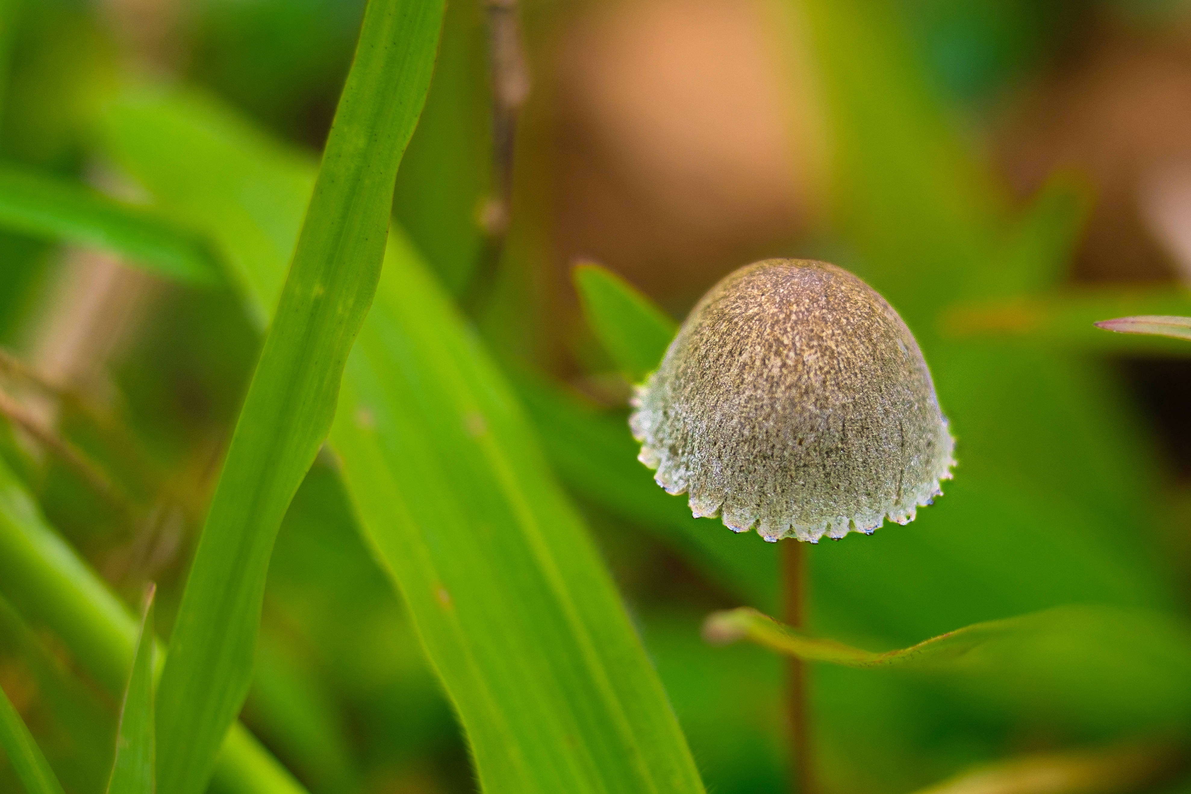 cute fluffy mushroom, gray mushroom, frilly white rim, 4K Desktop Wallpaper
