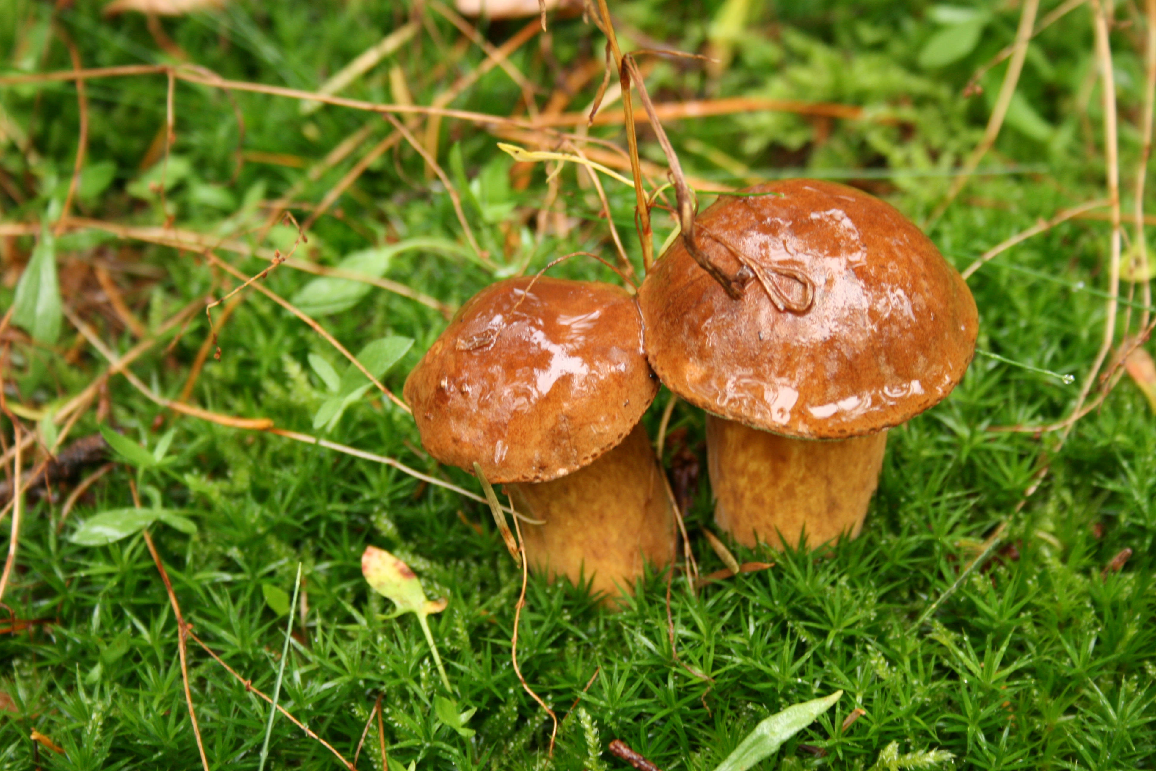 cute fat mushrooms, wet caps, vibrant green moss, 4K Desktop Wallpaper