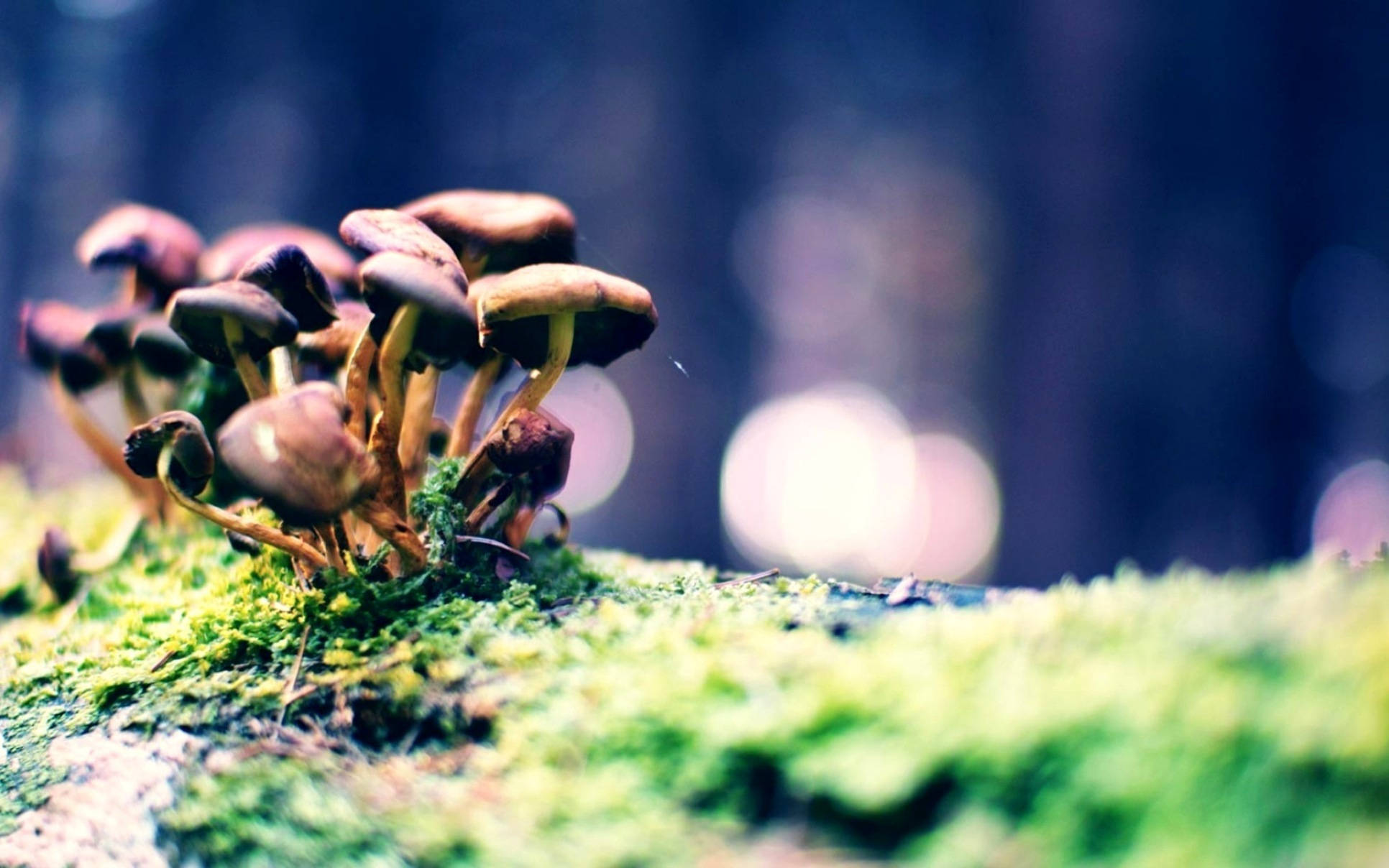 dark brown mushrooms, vibrant green moss, soft bokeh lights, Full HD Desktop Wallpaper