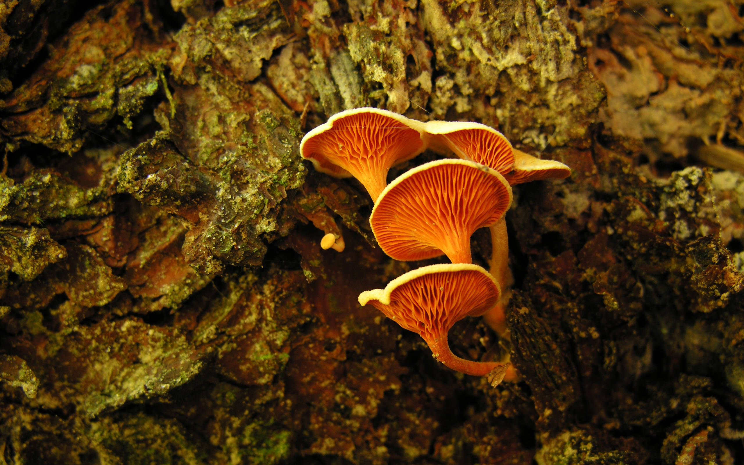 cute curved mushrooms, moss, orange, 2K Desktop Wallpaper