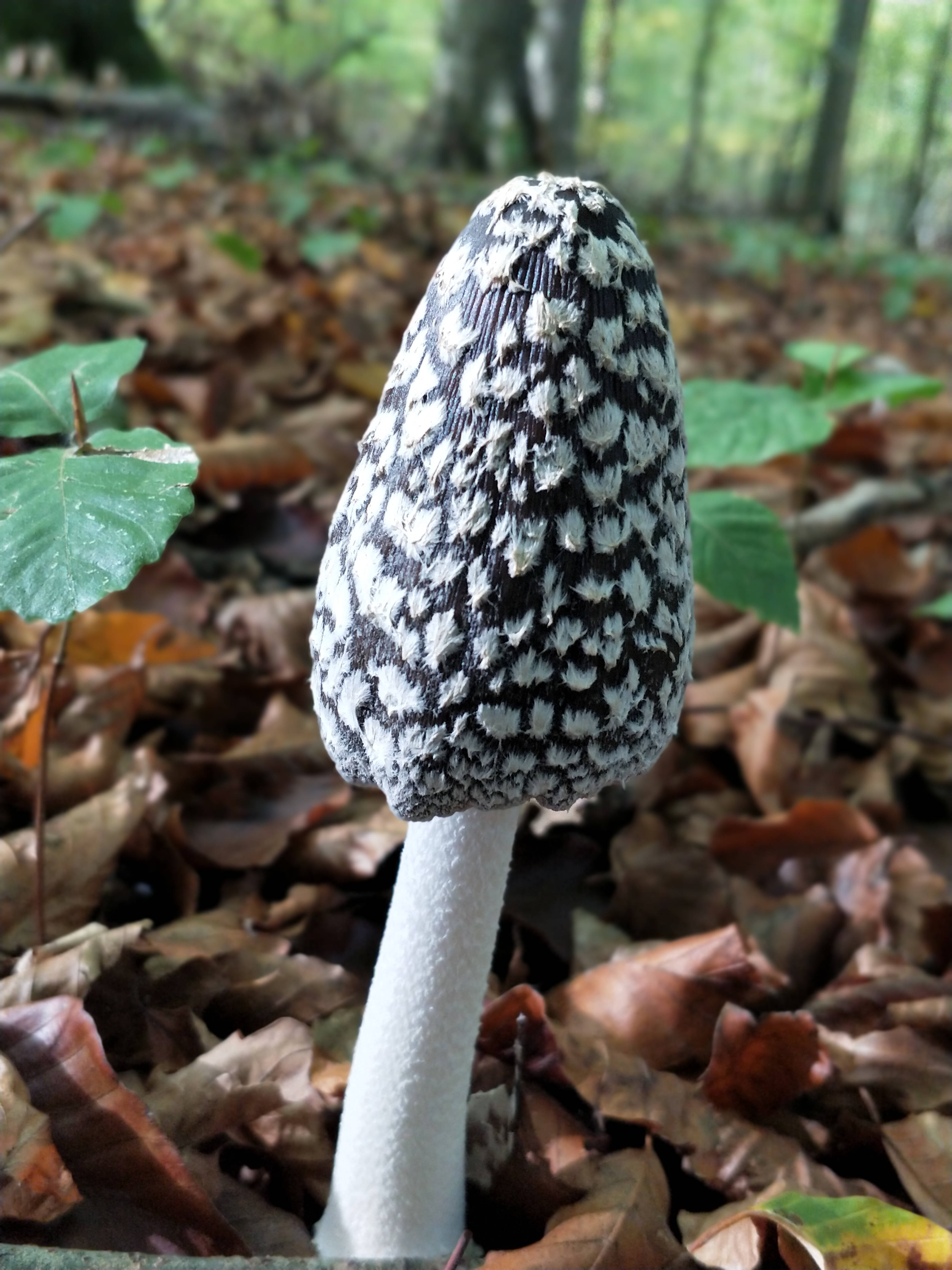 black and white spotted mushroom, brown autumn leaves, sun-dappled forest, 4K Phone Wallpaper