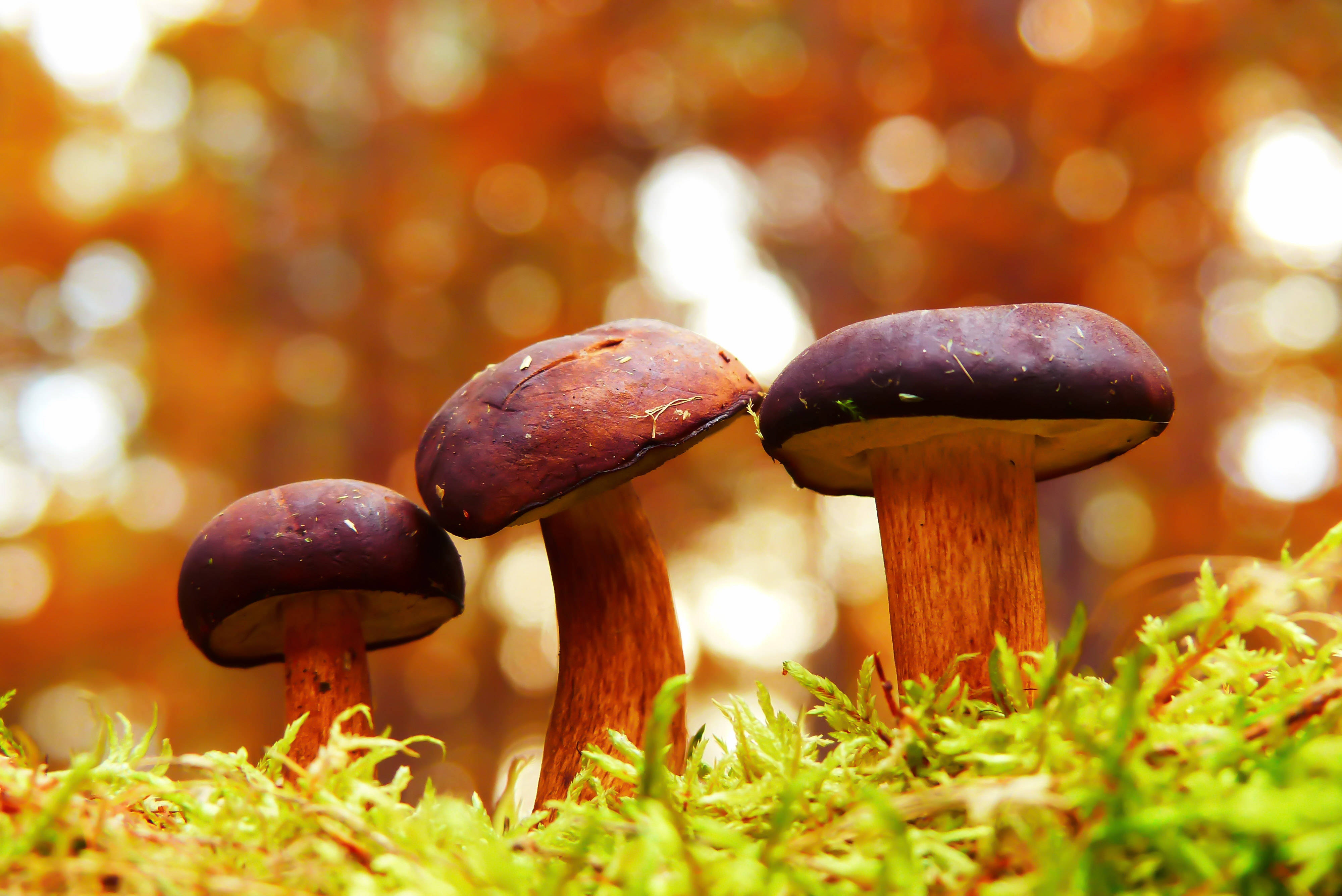 brown stems, purple caps, vibrant green moss, 4K Desktop Wallpaper