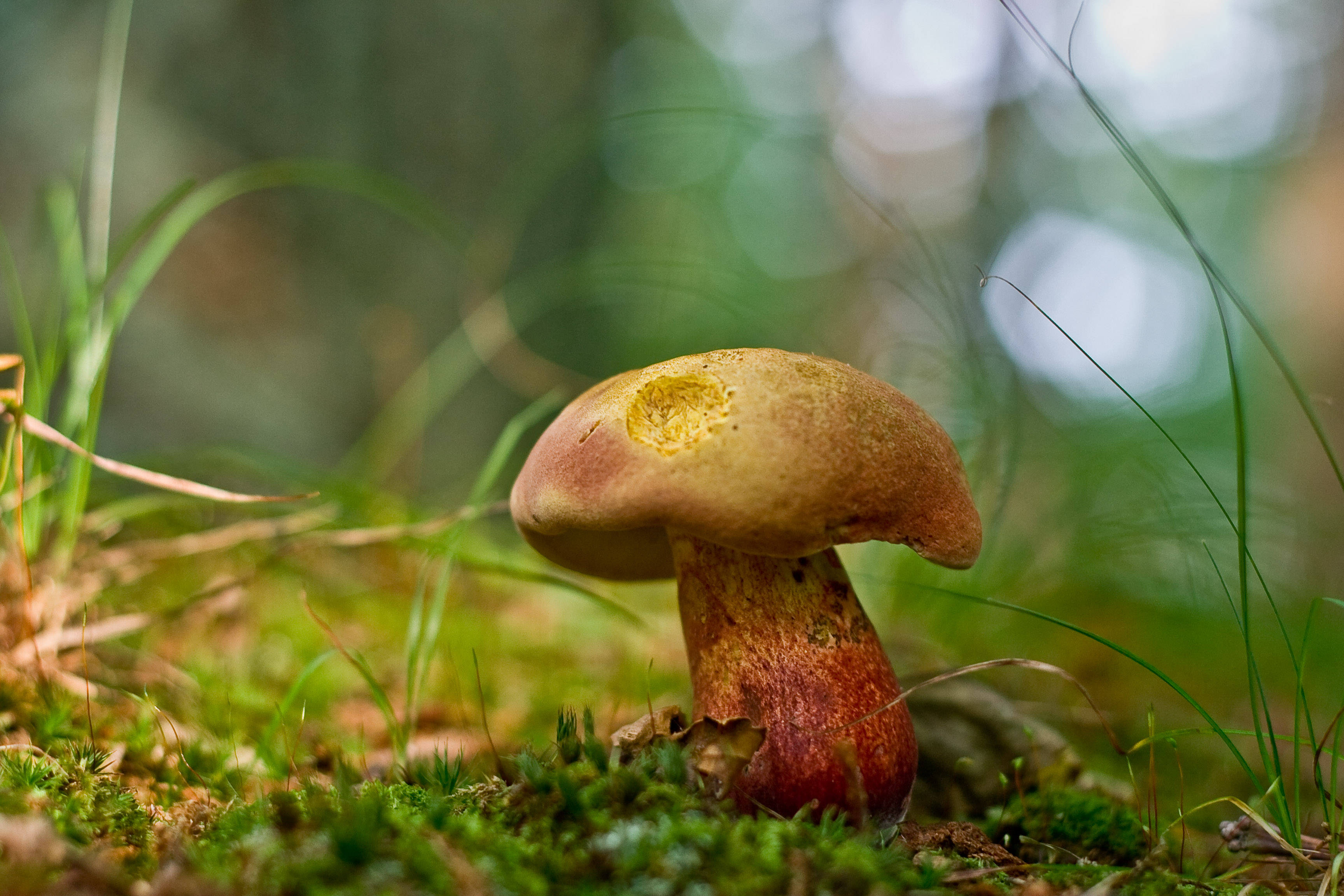 reddish-brown mushroom, yellow spot, mossy forest floor, 2K Desktop Wallpaper